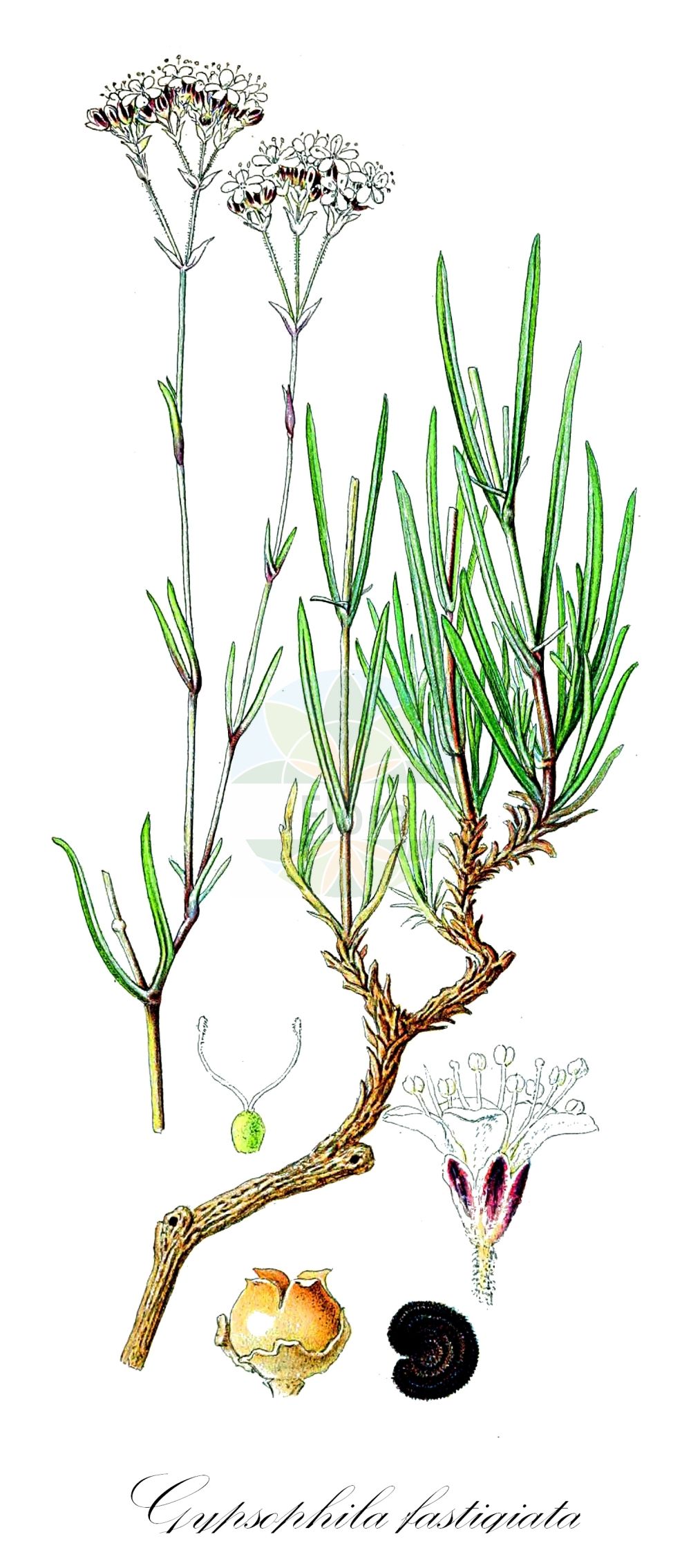 Historische Abbildung von Gypsophila fastigiata (Ebensträußiges Gipskraut - Fastigiate Gypsophila). Das Bild zeigt Blatt, Bluete, Frucht und Same. ---- Historical Drawing of Gypsophila fastigiata (Ebensträußiges Gipskraut - Fastigiate Gypsophila). The image is showing leaf, flower, fruit and seed.(Gypsophila fastigiata,Ebensträußiges Gipskraut,Fastigiate Gypsophila,Gypsophila dichotoma,Gypsophila fastigiata,Gypsophila fastigiata subsp. pulposa,Ebenstraeussiges Gipskraut,Sand-Gipskraut,Fastigiate Gypsophila,Gypsophila,Gipskraut,Baby's-breath,Caryophyllaceae,Nelkengewächse,Pink family,Blatt,Bluete,Frucht,Same,leaf,flower,fruit,seed,Lindman (1901-1905))