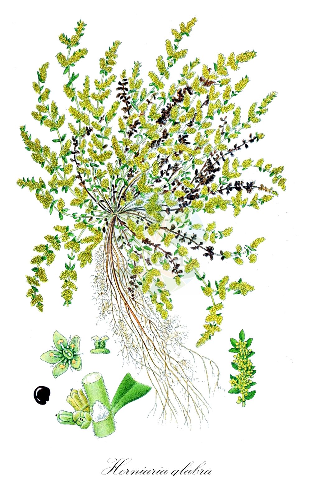 Historische Abbildung von Herniaria glabra (Kahles Bruchkraut - Smooth Rupturewort). Das Bild zeigt Blatt, Bluete, Frucht und Same. ---- Historical Drawing of Herniaria glabra (Kahles Bruchkraut - Smooth Rupturewort). The image is showing leaf, flower, fruit and seed.(Herniaria glabra,Kahles Bruchkraut,Smooth Rupturewort,Herniaria ceretana,Herniaria ceretanica,Herniaria corrigioloides,Herniaria glabra,Herniaria kotovii,Herniaria suavis,Herniaria vulgaris,Kahles Bruchkraut,Smooth Rupturewort,Glabrous Rupturewort,Herniaria,Bruchkraut,Rupturewort,Caryophyllaceae,Nelkengewächse,Pink family,Blatt,Bluete,Frucht,Same,leaf,flower,fruit,seed,Lindman (1901-1905))