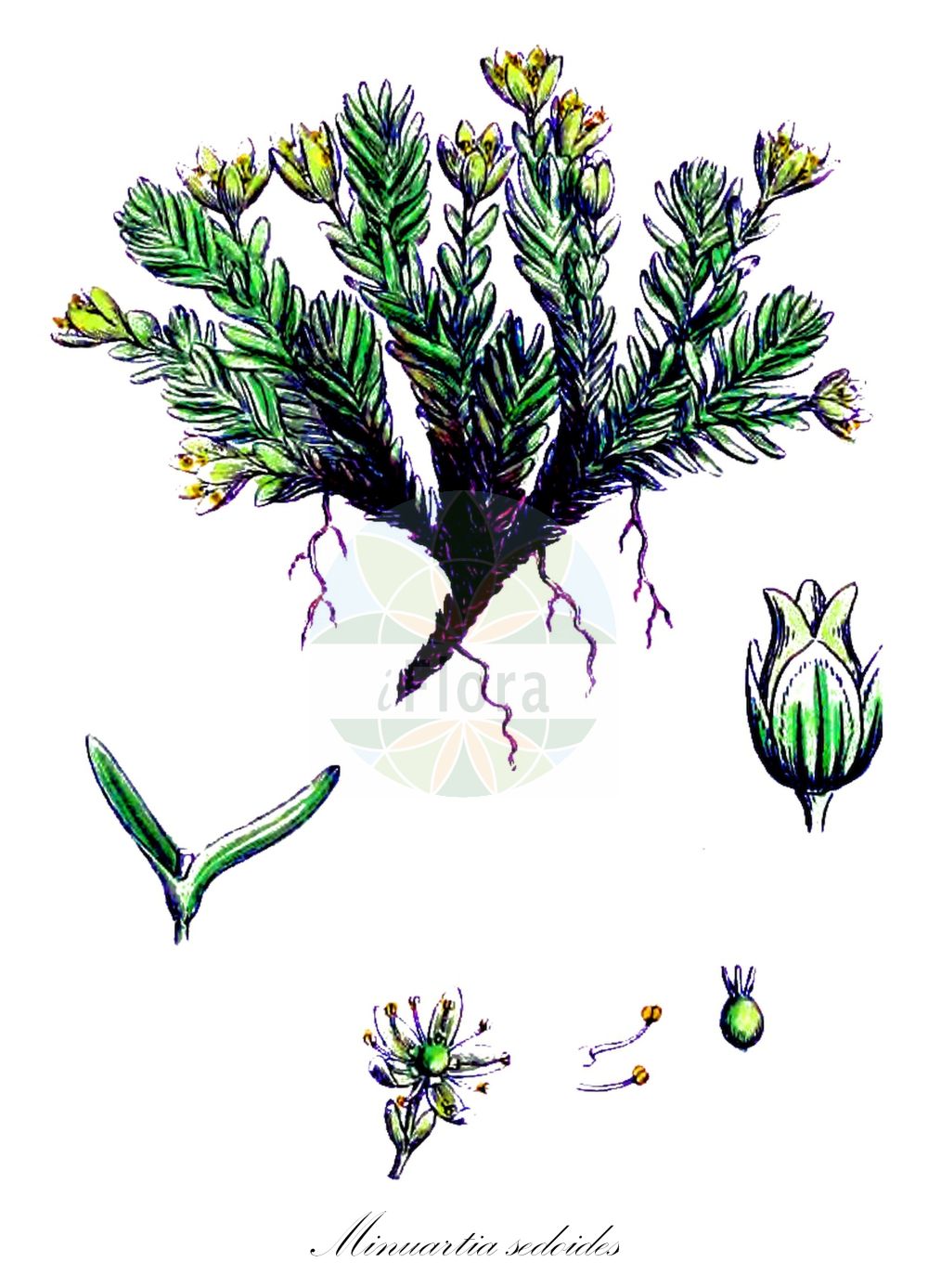 Historische Abbildung von Minuartia sedoides (Zwerg-Miere - Cyphel). Das Bild zeigt Blatt, Bluete, Frucht und Same. ---- Historical Drawing of Minuartia sedoides (Zwerg-Miere - Cyphel). The image is showing leaf, flower, fruit and seed.(Minuartia sedoides,Zwerg-Miere,Cyphel,Alsine cherleri,Alsine cherleria,Alsine cherleriae,Alsine sedoides,Cherleria sedoides,Minuartia sedoides,Zwerg-Miere,Cyphel,Mossy Cyphel,Mossy Cyphel,Dwarf Cherleria,Minuartia,Miere,Stitchwort,Caryophyllaceae,Nelkengewächse,Pink family,Blatt,Bluete,Frucht,Same,leaf,flower,fruit,seed,Sowerby (1790-1813))