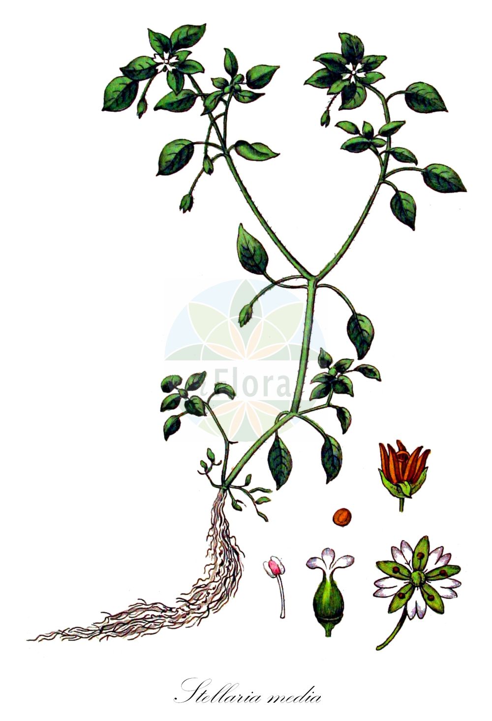 Historische Abbildung von Stellaria media (Vogel-Sternmiere - Common Chickweed). Das Bild zeigt Blatt, Bluete, Frucht und Same. ---- Historical Drawing of Stellaria media (Vogel-Sternmiere - Common Chickweed). The image is showing leaf, flower, fruit and seed.(Stellaria media,Vogel-Sternmiere,Common Chickweed,Alsine media,Malachia calycina,Stellaria apetala,Stellaria media,Stellaria media (L.) Cirillo,Stellaria media var. apetala,Vogel-Sternmiere,Vogelmiere,Gewoehnliche Vogelmiere,Huehnerdarm,Vogelmiere,Common Chickweed,Starwort,Winterweed,Stellaria,Sternmiere,Starwort,Caryophyllaceae,Nelkengewächse,Pink family,Blatt,Bluete,Frucht,Same,leaf,flower,fruit,seed,Kops (1800-1934))