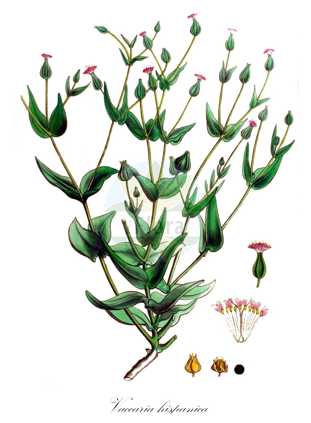 Historische Abbildung von Vaccaria hispanica (Kuhkraut - Cowherb). Das Bild zeigt Blatt, Bluete, Frucht und Same. ---- Historical Drawing of Vaccaria hispanica (Kuhkraut - Cowherb). The image is showing leaf, flower, fruit and seed.(Vaccaria hispanica,Kuhkraut,Cowherb,Gypsophila vaccaria,Saponaria hispanica,Saponaria vaccaria,Vaccaria brachycalyx,Vaccaria grandiflora,Vaccaria hispanica,Vaccaria parviflora,Vaccaria perfoliata,Vaccaria pyramidata,Vaccaria pyramidata Medik. var.,Vaccaria segetalis,Vaccaria vulgaris,Kuhkraut,Saat-Kuhnelke,Cowherb,Bladder Soapwort,Cow Basil,Cowcockle,Cow Soapwort,Vaccaria,Kuhnelke,Cowherb,Caryophyllaceae,Nelkengewächse,Pink family,Blatt,Bluete,Frucht,Same,leaf,flower,fruit,seed,Kops (1800-1934))