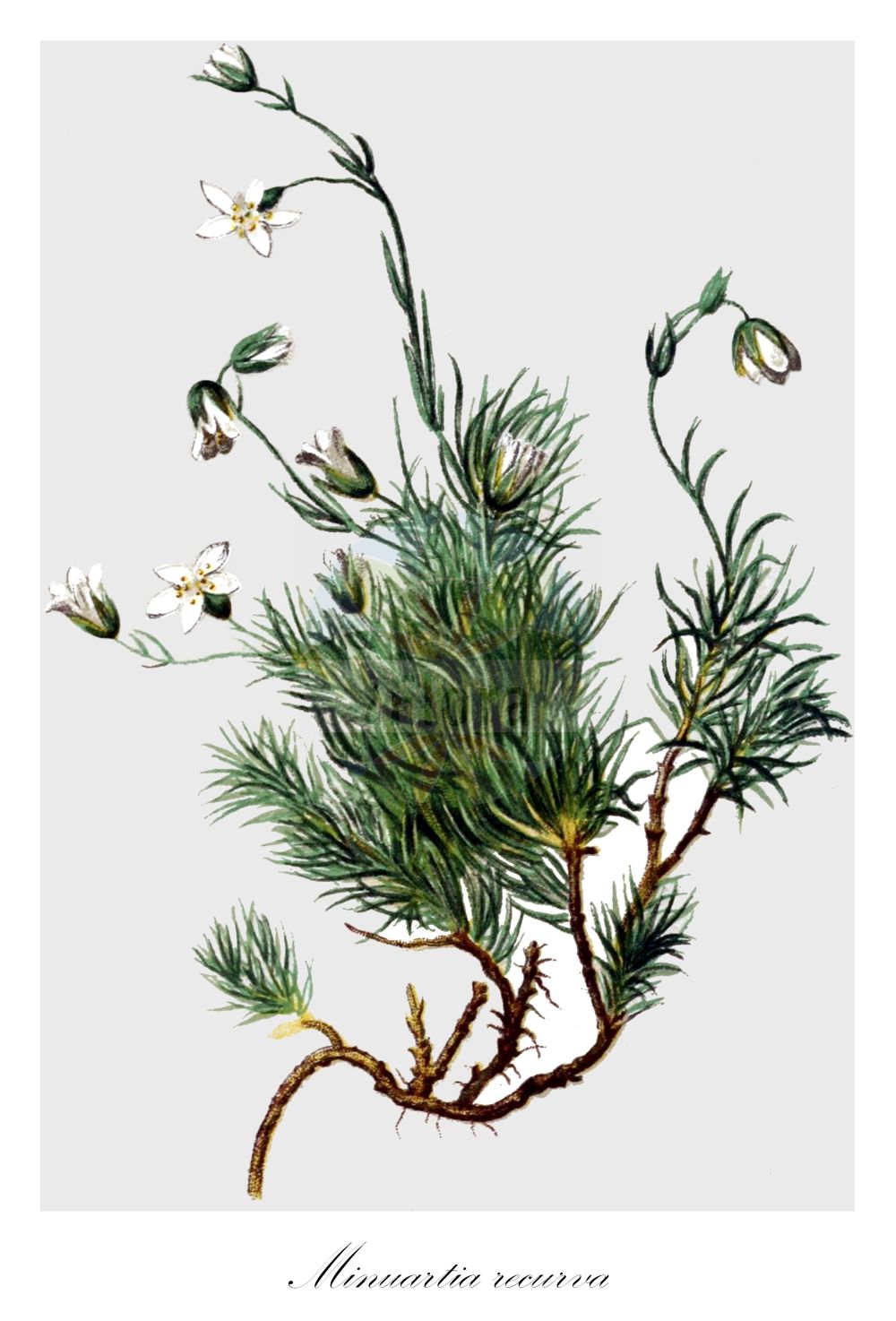 Historische Abbildung von Minuartia recurva (Recurved Sandwort). Das Bild zeigt Blatt, Bluete, Frucht und Same. ---- Historical Drawing of Minuartia recurva (Recurved Sandwort). The image is showing leaf, flower, fruit and seed.(Minuartia recurva,Recurved Sandwort,Alsine recurva,Arenaria recurva,Minuartia recurva,Minuartia,Miere,Stitchwort,Caryophyllaceae,Nelkengewächse,Pink family,Blatt,Bluete,Frucht,Same,leaf,flower,fruit,seed,Hartinger & von Dalla Torre (1806f))