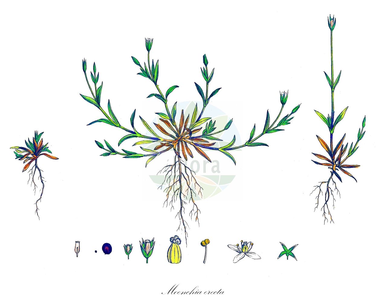 Historische Abbildung von Moenchia erecta (Aufrechte Weißmiere - Upright Chickweed). Das Bild zeigt Blatt, Bluete, Frucht und Same. ---- Historical Drawing of Moenchia erecta (Aufrechte Weißmiere - Upright Chickweed). The image is showing leaf, flower, fruit and seed.(Moenchia erecta,Aufrechte Weißmiere,Upright Chickweed,Cerastium erectum,Cerastium quaternellum,Moenchia erecta,Moenchia quaternella,Sagina erecta,Aufrechte Weissmiere,Upright Chickweed,Dwarf Chickweed,Erect Chickweed,Moenchia,Weißmiere,Upright Chickweed,Caryophyllaceae,Nelkengewächse,Pink family,Blatt,Bluete,Frucht,Same,leaf,flower,fruit,seed,Curtis (1777-1798))