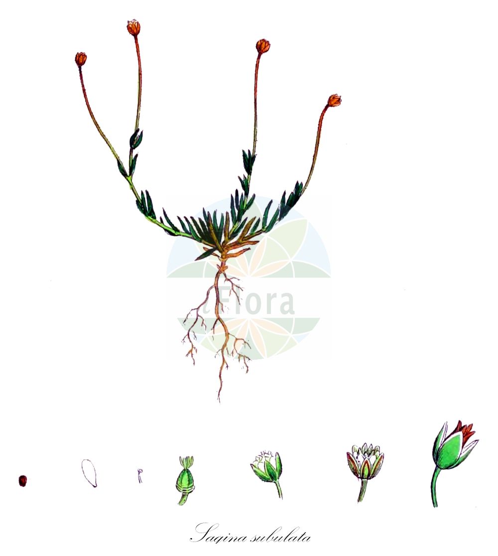 Historische Abbildung von Sagina subulata (Pfriemen-Mastkraut - Heath Pearlwort). Das Bild zeigt Blatt, Bluete, Frucht und Same. ---- Historical Drawing of Sagina subulata (Pfriemen-Mastkraut - Heath Pearlwort). The image is showing leaf, flower, fruit and seed.(Sagina subulata,Pfriemen-Mastkraut,Heath Pearlwort,Sagina revelierei,Sagina revelieri,Spergella subulata,Spergula subulata,Spergularia nobreana,Sagina subulata,Pfriemen-Mastkraut,Heath Pearlwort,Awl-leaved Pearlwort,Awl-leaf Pearlwort,Sagina,Mastkraut,Pearlwort,Caryophyllaceae,Nelkengewächse,Pink family,Blatt,Bluete,Frucht,Same,leaf,flower,fruit,seed,Sowerby (1790-1813))