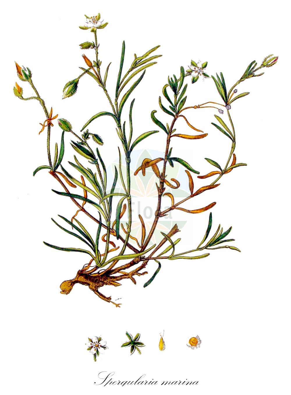 Historische Abbildung von Spergularia marina (Salz-Schuppenmiere - Lesser Sea-spurrey). Das Bild zeigt Blatt, Bluete, Frucht und Same. ---- Historical Drawing of Spergularia marina (Salz-Schuppenmiere - Lesser Sea-spurrey). The image is showing leaf, flower, fruit and seed.(Spergularia marina,Salz-Schuppenmiere,Lesser Sea-spurrey,Arenaria halophila,Arenaria heterosperma,Corium halophilum,Spergula salina,Spergularia dillenii,Spergularia heterosperma,Spergularia longicaulis,Spergularia salina,Spergularia sperguloides,Spergularia urbica,Spergularia marina,Salz-Schuppenmiere,Meeres-Schuppenmiere,Lesser Sea-spurrey,Salt Sandspurry,Saltmarsh Sand Spurrey,Spergularia,Schuppenmiere,Sandspurry,Caryophyllaceae,Nelkengewächse,Pink family,Blatt,Bluete,Frucht,Same,leaf,flower,fruit,seed,Kops (1800-1934))