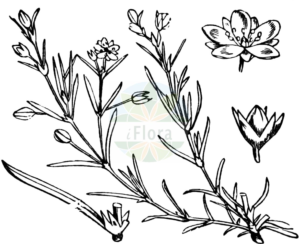 Historische Abbildung von Spergularia rubra (Rote Schuppenmiere - Sand Spurrey). Das Bild zeigt Blatt, Bluete, Frucht und Same. ---- Historical Drawing of Spergularia rubra (Rote Schuppenmiere - Sand Spurrey). The image is showing leaf, flower, fruit and seed.(Spergularia rubra,Rote Schuppenmiere,Sand Spurrey,Alsine rubra,Arenaria rubra,Spergula rubra,Spergularia arenosa,Spergularia catalaunica,Spergularia radicans,Spergularia rubra,Spergularia rubra var. alpina,Rote Schuppenmiere,Acker-Schuppenmiere,Roter Spoergel,Sand Spurrey,Red Sand Spurrey,Red Sandspurry,Spergularia,Schuppenmiere,Sandspurry,Caryophyllaceae,Nelkengewächse,Pink family,Blatt,Bluete,Frucht,Same,leaf,flower,fruit,seed,Fitch et al. (1880))
