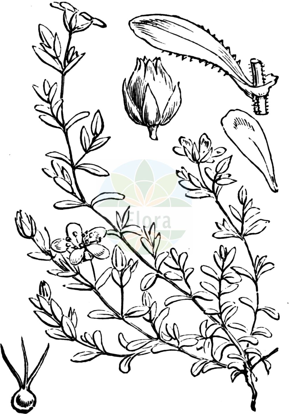 Historische Abbildung von Arenaria ciliata (Wimper-Sandkraut - Fringed Sandwort). Das Bild zeigt Blatt, Bluete, Frucht und Same. ---- Historical Drawing of Arenaria ciliata (Wimper-Sandkraut - Fringed Sandwort). The image is showing leaf, flower, fruit and seed.(Arenaria ciliata,Wimper-Sandkraut,Fringed Sandwort,Arenaria ciliata,Arenaria multicaulis,Wimper-Sandkraut,Vielstengeliges Wimper-Sandkraut,Fringed Sandwort,Ciliate-leaved Sandwort,Tundra Sandwort,Hairy Sandwort,Arenaria,Sandkraut,Sandwort,Caryophyllaceae,Nelkengewächse,Pink family,Blatt,Bluete,Frucht,Same,leaf,flower,fruit,seed,Fitch et al. (1880))