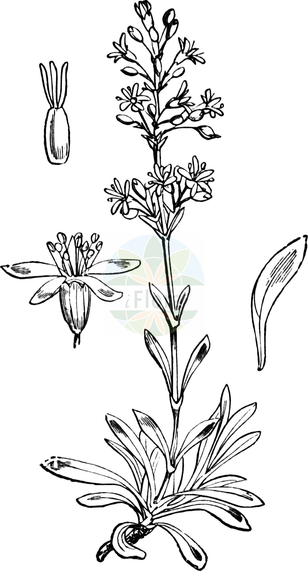 Historische Abbildung von Silene otites (Ohrlöffel-Leimkraut - Spanish Catchfly). Das Bild zeigt Blatt, Bluete, Frucht und Same. ---- Historical Drawing of Silene otites (Ohrlöffel-Leimkraut - Spanish Catchfly). The image is showing leaf, flower, fruit and seed.(Silene otites,Ohrlöffel-Leimkraut,Spanish Catchfly,Cucubalus otites,Otites polaris,Otites pseudotites,Silene otites (L.) Wibel,Silene otites,Ohrloeffel-Leimkraut,Spanish Catchfly,Silene,Leimkraut,Campion,Caryophyllaceae,Nelkengewächse,Pink family,Blatt,Bluete,Frucht,Same,leaf,flower,fruit,seed,Fitch et al. (1880))