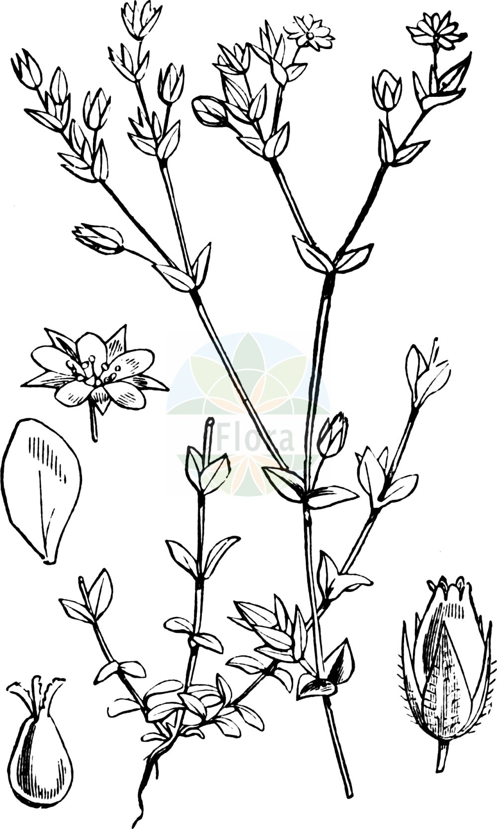 Historische Abbildung von Arenaria serpyllifolia (Quendel-Sandkraut - Thyme-leaved Sandwort). Das Bild zeigt Blatt, Bluete, Frucht und Same. ---- Historical Drawing of Arenaria serpyllifolia (Quendel-Sandkraut - Thyme-leaved Sandwort). The image is showing leaf, flower, fruit and seed.(Arenaria serpyllifolia,Quendel-Sandkraut,Thyme-leaved Sandwort,Arenaria lloydii,Arenaria serpyllifolia,Arenaria serpyllifolia L. subsp.,Arenaria viscida,Minuartia olonensis,Quendel-Sandkraut,Quendelblaettriges Sandkraut,Quendelblaettriges Sandkraut,Thyme-leaved Sandwort,Arenaria,Sandkraut,Sandwort,Caryophyllaceae,Nelkengewächse,Pink family,Blatt,Bluete,Frucht,Same,leaf,flower,fruit,seed,Fitch et al. (1880))