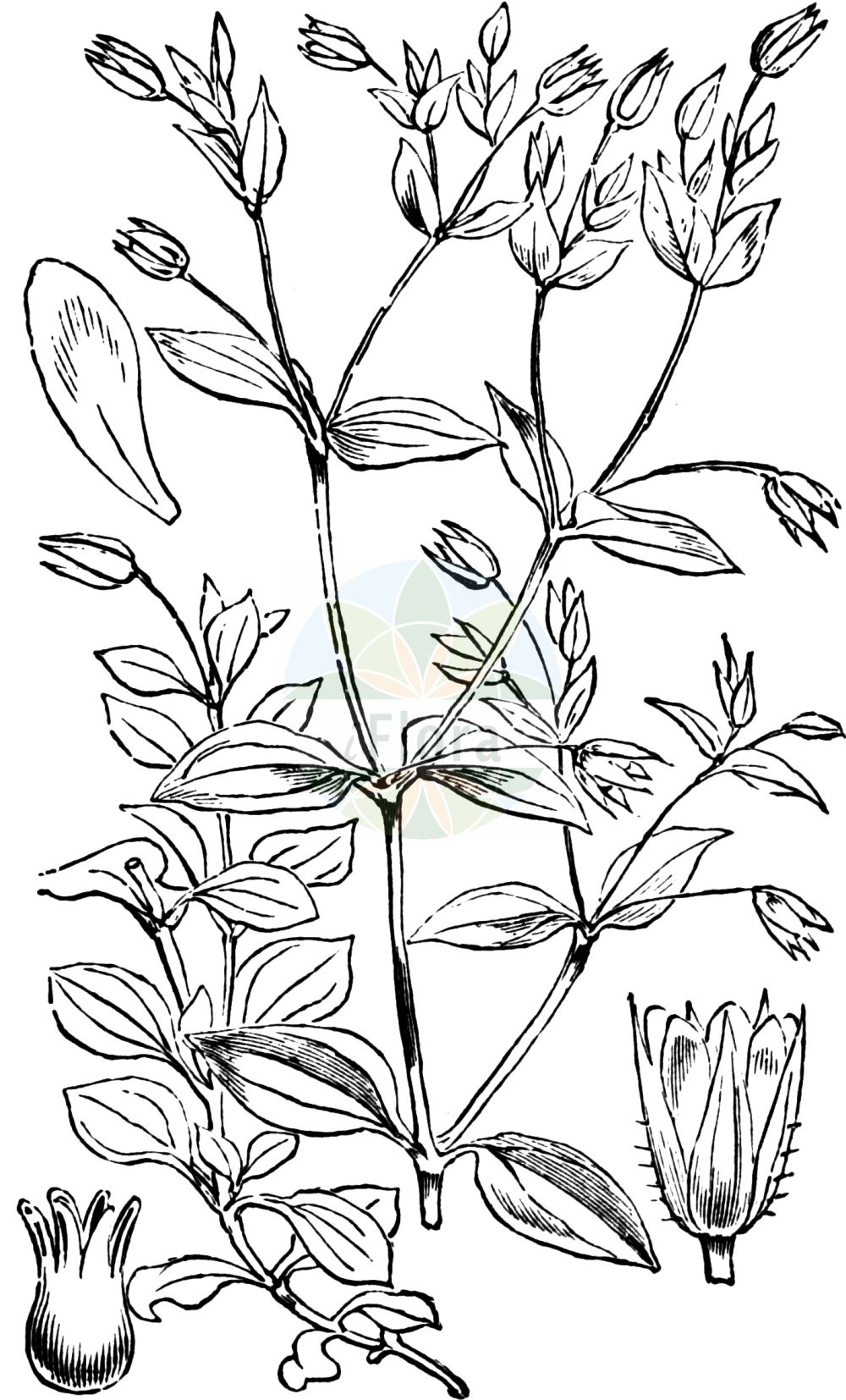 Historische Abbildung von Moehringia trinervia (Dreinervige Nabelmiere - Three-nerved Sandwort). Das Bild zeigt Blatt, Bluete, Frucht und Same. ---- Historical Drawing of Moehringia trinervia (Dreinervige Nabelmiere - Three-nerved Sandwort). The image is showing leaf, flower, fruit and seed.(Moehringia trinervia,Dreinervige Nabelmiere,Three-nerved Sandwort,Arenaria trinervia,Moehringia trinervia,Dreinervige Nabelmiere,Wald-Nabelmiere,Three-nerved Sandwort,Apetalous Sandwort,Moehringia,Nabelmiere,Sandwort,Caryophyllaceae,Nelkengewächse,Pink family,Blatt,Bluete,Frucht,Same,leaf,flower,fruit,seed,Fitch et al. (1880))