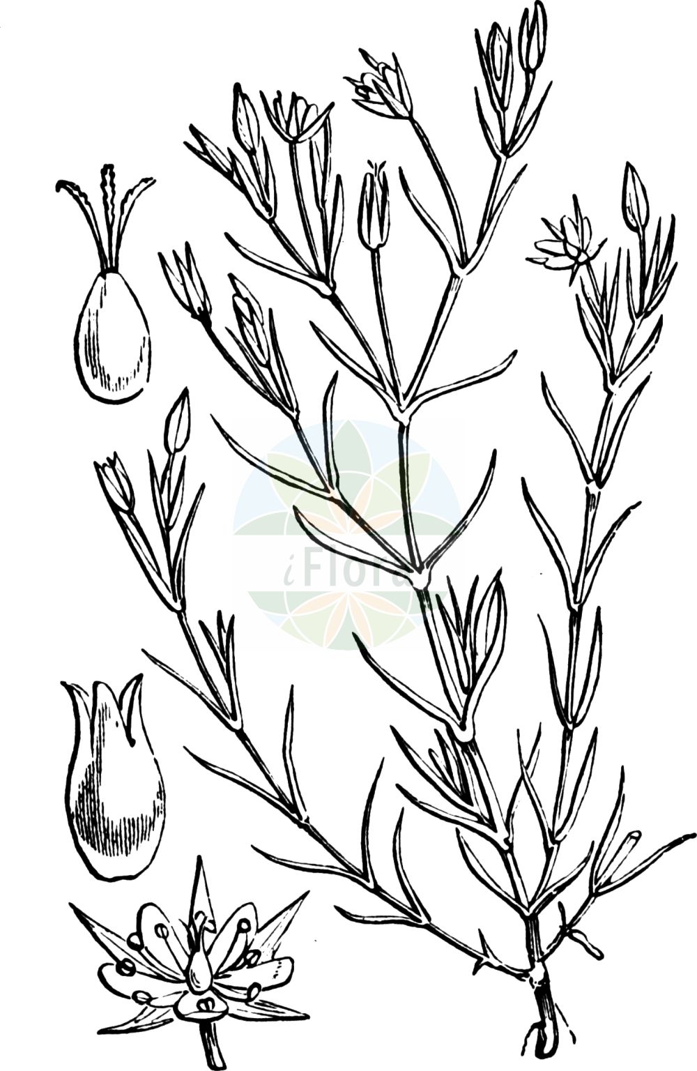 Historische Abbildung von Minuartia hybrida (Feinblättrige Miere - Fine-leaved Sandwort). Das Bild zeigt Blatt, Bluete, Frucht und Same. ---- Historical Drawing of Minuartia hybrida (Feinblättrige Miere - Fine-leaved Sandwort). The image is showing leaf, flower, fruit and seed.(Minuartia hybrida,Feinblättrige Miere,Fine-leaved Sandwort,Alsine hybrida,Alsine laxa,Alsine subulifolia,Alsine tenuifolia,Alsine tenuifolia (L.) Crantz,Arenaria hybrida,Arenaria tenuifolia,Arenaria viscidula,Minuartia birjuczensis,Minuartia hybrida,Minuartia hypanica,Minuartia pseudohybrida,Minuartia tenuifolia,Minuartia tenuifolia subsp. vaillantiana,Feinblaettrige Miere,Feinblatt-Miere,Zart-Miere,Fine-leaved Sandwort,Slender-leaf Sandwort,Minuartia,Miere,Stitchwort,Caryophyllaceae,Nelkengewächse,Pink family,Blatt,Bluete,Frucht,Same,leaf,flower,fruit,seed,Fitch et al. (1880))