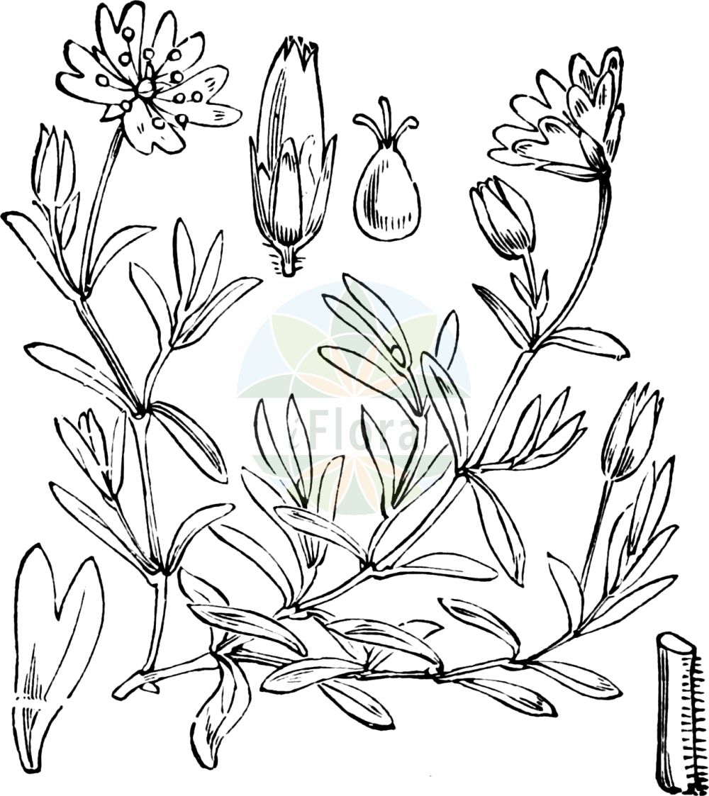 Historische Abbildung von Cerastium cerastoides (Dreigriffeliges Hornkraut - Starwort Mouse-ear). Das Bild zeigt Blatt, Bluete, Frucht und Same. ---- Historical Drawing of Cerastium cerastoides (Dreigriffeliges Hornkraut - Starwort Mouse-ear). The image is showing leaf, flower, fruit and seed.(Cerastium cerastoides,Dreigriffeliges Hornkraut,Starwort Mouse-ear,Cerastium argaeum,Cerastium cerastoides,Cerastium lagascanum,Cerastium lapponicum,Cerastium trigynum,Stellaria cerastoides,Dreigriffeliges Hornkraut,Starwort Mouse-ear,Mountain Chickweed,Cerastium,Hornkraut,Chickweed,Caryophyllaceae,Nelkengewächse,Pink family,Blatt,Bluete,Frucht,Same,leaf,flower,fruit,seed,Fitch et al. (1880))
