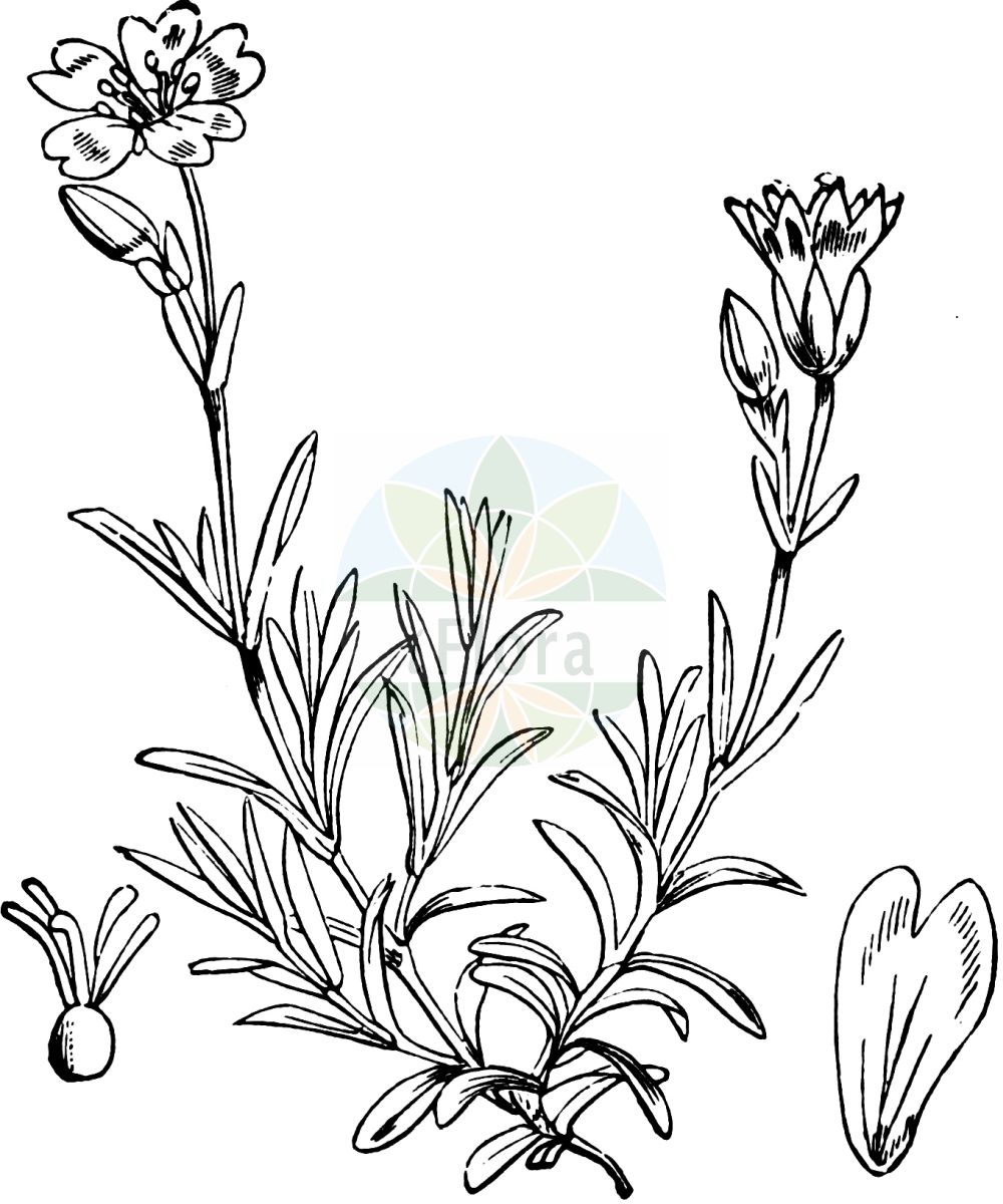 Historische Abbildung von Cerastium arvense (Acker-Hornkraut - Field Mouse-ear). Das Bild zeigt Blatt, Bluete, Frucht und Same. ---- Historical Drawing of Cerastium arvense (Acker-Hornkraut - Field Mouse-ear). The image is showing leaf, flower, fruit and seed.(Cerastium arvense,Acker-Hornkraut,Field Mouse-ear,Cerastium arvense,Cerastium beckianum,Cerastium ciliatum,Cerastium insubricum,Cerastium molle,Cerastium pallasii,Cerastium rigidum,Cerastium strictum,Acker-Hornkraut,Steifes Acker-Hornkraut,Field Mouse-ear,Field Chickweed,Field Mouse-ear Chickweed,Meadow Chickweed,Mouse-ear Chickweed,Cerastium,Hornkraut,Chickweed,Caryophyllaceae,Nelkengewächse,Pink family,Blatt,Bluete,Frucht,Same,leaf,flower,fruit,seed,Fitch et al. (1880))
