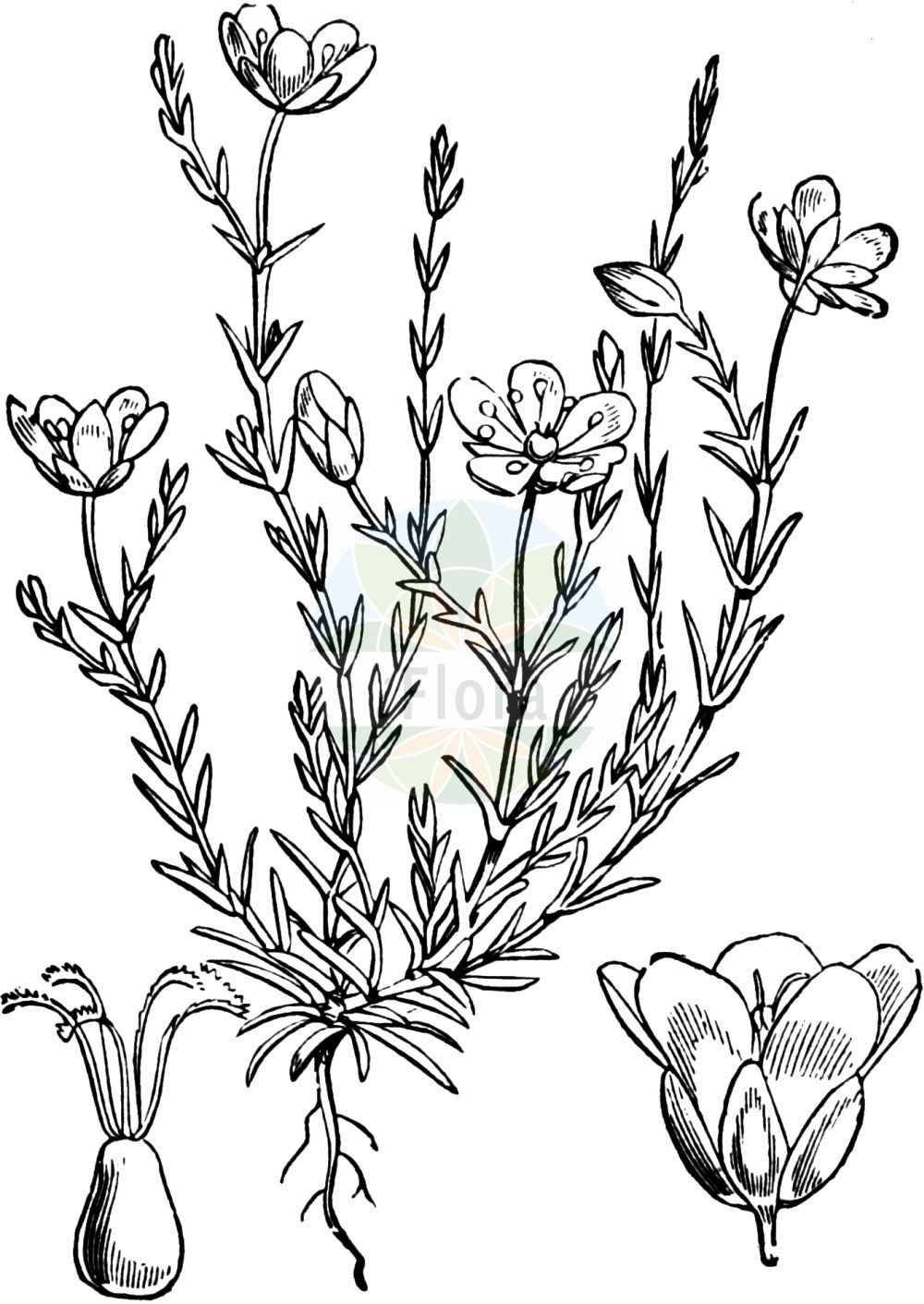 Historische Abbildung von Sagina nodosa (Knotiges Mastkraut - Knotted Pearlwort). Das Bild zeigt Blatt, Bluete, Frucht und Same. ---- Historical Drawing of Sagina nodosa (Knotiges Mastkraut - Knotted Pearlwort). The image is showing leaf, flower, fruit and seed.(Sagina nodosa,Knotiges Mastkraut,Knotted Pearlwort,Spergula nodosa,Sagina nodosa,Knotiges Mastkraut,Knoten-Mastkraut,Knotted Pearlwort,Sagina,Mastkraut,Pearlwort,Caryophyllaceae,Nelkengewächse,Pink family,Blatt,Bluete,Frucht,Same,leaf,flower,fruit,seed,Fitch et al. (1880))