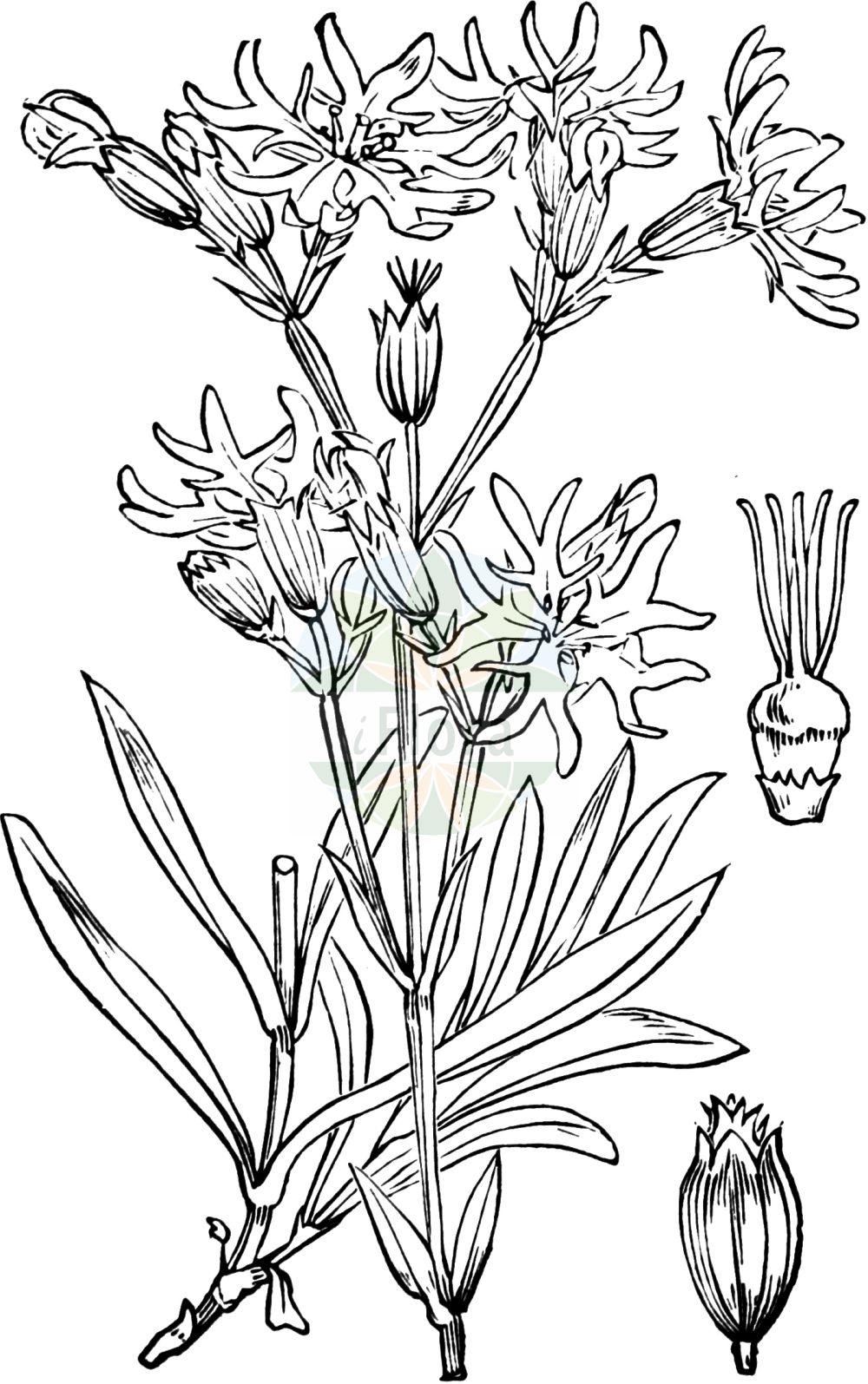 Historische Abbildung von Silene flos-cuculi (Kuckucks-Lichtnelke - Ragged-Robin). Das Bild zeigt Blatt, Bluete, Frucht und Same. ---- Historical Drawing of Silene flos-cuculi (Kuckucks-Lichtnelke - Ragged-Robin). The image is showing leaf, flower, fruit and seed.(Silene flos-cuculi,Kuckucks-Lichtnelke,Ragged-Robin,Agrostemma flos-cuculi,Coronaria flos-cuculi,Lychnis cyrilli,Lychnis flos-cuculi,Lychnis flos-cuculi L. subsp.,Silene flos-cuculi,Silene flos-cuculi (L.) Clairv.,Silene flos-cuculi (L.) Greuter,Kuckucks-Lichtnelke,Ragged-Robin,Cuckoo Flower,Meadow Campion,Silene,Leimkraut,Campion,Caryophyllaceae,Nelkengewächse,Pink family,Blatt,Bluete,Frucht,Same,leaf,flower,fruit,seed,Fitch et al. (1880))