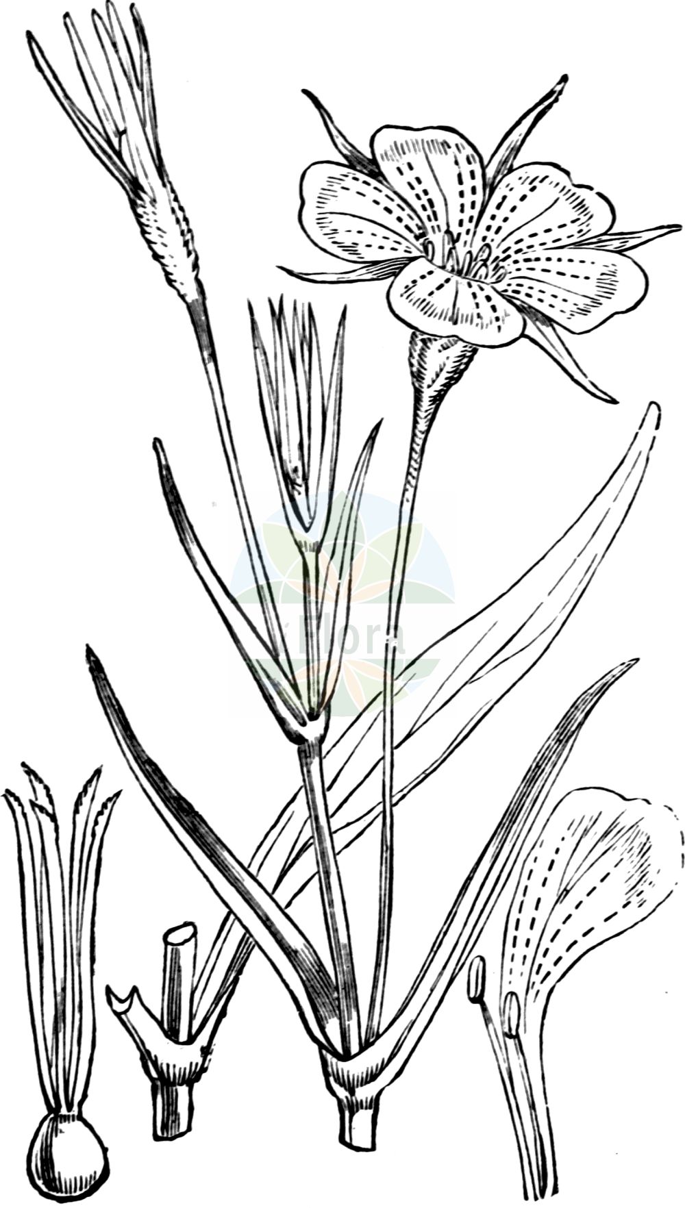 Historische Abbildung von Agrostemma githago (Gewöhnliche Kornrade - Corncockle). Das Bild zeigt Blatt, Bluete, Frucht und Same. ---- Historical Drawing of Agrostemma githago (Gewöhnliche Kornrade - Corncockle). The image is showing leaf, flower, fruit and seed.(Agrostemma githago,Gewöhnliche Kornrade,Corncockle,Agrostemma githago,Agrostemma linicola,Agrostemma nicaeense,Lychnis githago,Gewoehnliche Kornrade,Corncockle,Common Corn Cockle,Corn Campion,Agrostemma,Kornrade,Corncockle,Caryophyllaceae,Nelkengewächse,Pink family,Blatt,Bluete,Frucht,Same,leaf,flower,fruit,seed,Fitch et al. (1880))