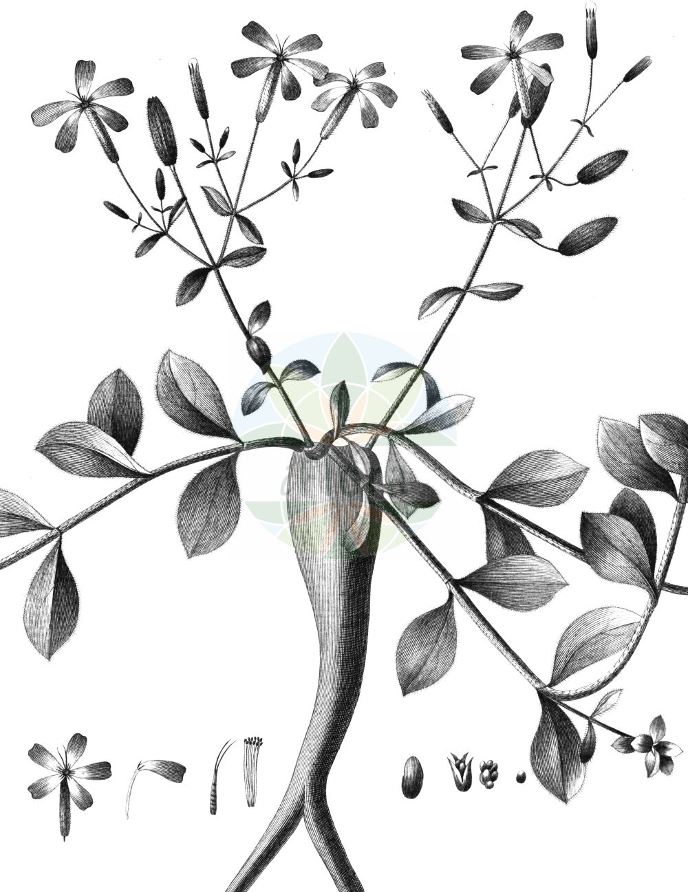 Historische Abbildung von Saponaria ocymoides (Kleines Seifenkraut - Rock Soapwort). Das Bild zeigt Blatt, Bluete, Frucht und Same. ---- Historical Drawing of Saponaria ocymoides (Kleines Seifenkraut - Rock Soapwort). The image is showing leaf, flower, fruit and seed.(Saponaria ocymoides,Kleines Seifenkraut,Rock Soapwort,Saponaria ocymoides,Kleines Seifenkraut,Rock Soapwort,Saponaria,Seifenkraut,Soapwort,Caryophyllaceae,Nelkengewächse,Pink family,Blatt,Bluete,Frucht,Same,leaf,flower,fruit,seed)