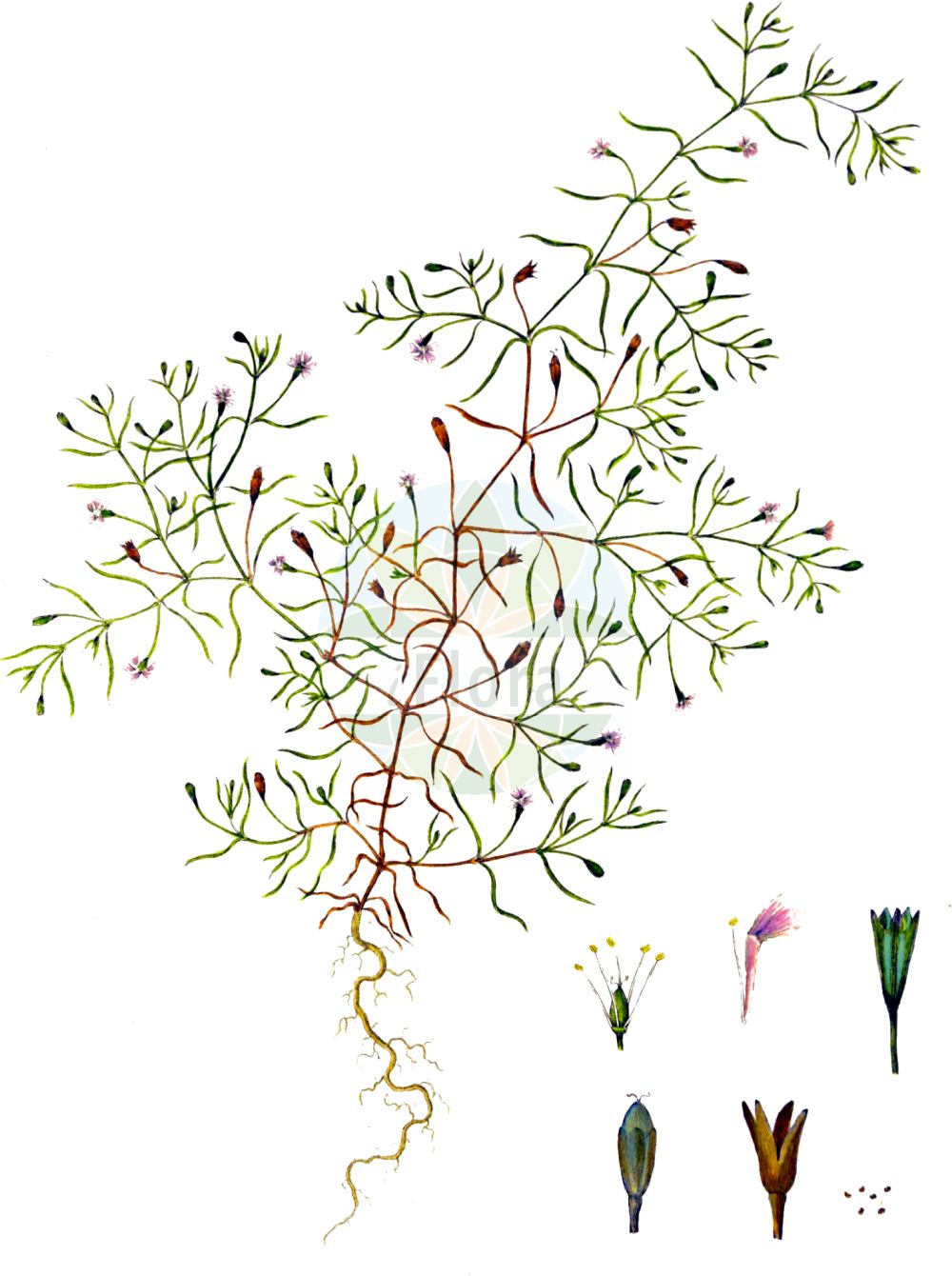 Historische Abbildung von Gypsophila muralis (Mauer-Gipskraut - Annual Gypsophila). Das Bild zeigt Blatt, Bluete, Frucht und Same. ---- Historical Drawing of Gypsophila muralis (Mauer-Gipskraut - Annual Gypsophila). The image is showing leaf, flower, fruit and seed.(Gypsophila muralis,Mauer-Gipskraut,Annual Gypsophila,Gypsophila muralis,Gypsophila muralis L. var.,Gypsophila stepposa,Mauer-Gipskraut,Annual Gypsophila,Low Baby's-breath,Common Chalkplant,Wall Gypsophila,Gypsophila,Gipskraut,Baby's-breath,Caryophyllaceae,Nelkengewächse,Pink family,Blatt,Bluete,Frucht,Same,leaf,flower,fruit,seed,Oeder (1761-1883))
