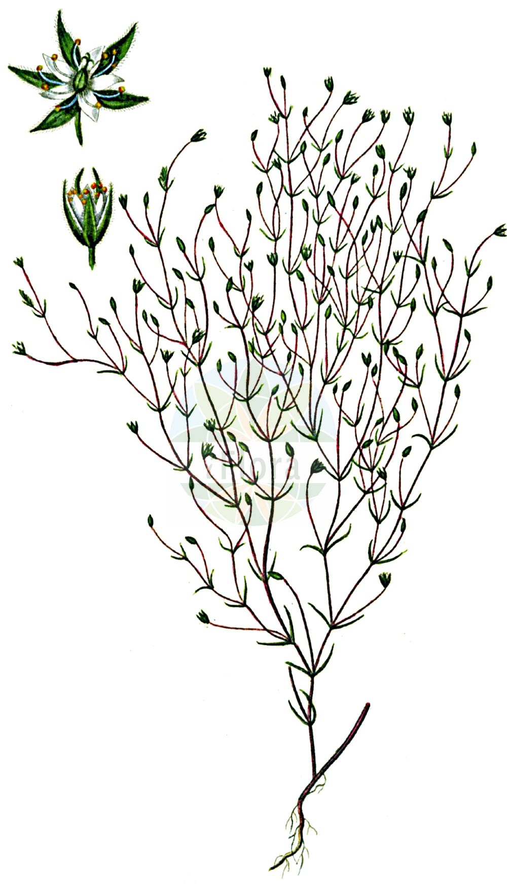 Historische Abbildung von Minuartia hybrida (Feinblättrige Miere - Fine-leaved Sandwort). Das Bild zeigt Blatt, Bluete, Frucht und Same. ---- Historical Drawing of Minuartia hybrida (Feinblättrige Miere - Fine-leaved Sandwort). The image is showing leaf, flower, fruit and seed.(Minuartia hybrida,Feinblättrige Miere,Fine-leaved Sandwort,Alsine hybrida,Alsine laxa,Alsine subulifolia,Alsine tenuifolia,Alsine tenuifolia (L.) Crantz,Arenaria hybrida,Arenaria tenuifolia,Arenaria viscidula,Minuartia birjuczensis,Minuartia hybrida,Minuartia hypanica,Minuartia pseudohybrida,Minuartia tenuifolia,Minuartia tenuifolia subsp. vaillantiana,Feinblaettrige Miere,Feinblatt-Miere,Zart-Miere,Fine-leaved Sandwort,Slender-leaf Sandwort,Minuartia,Miere,Stitchwort,Caryophyllaceae,Nelkengewächse,Pink family,Blatt,Bluete,Frucht,Same,leaf,flower,fruit,seed,Oeder (1761-1883))
