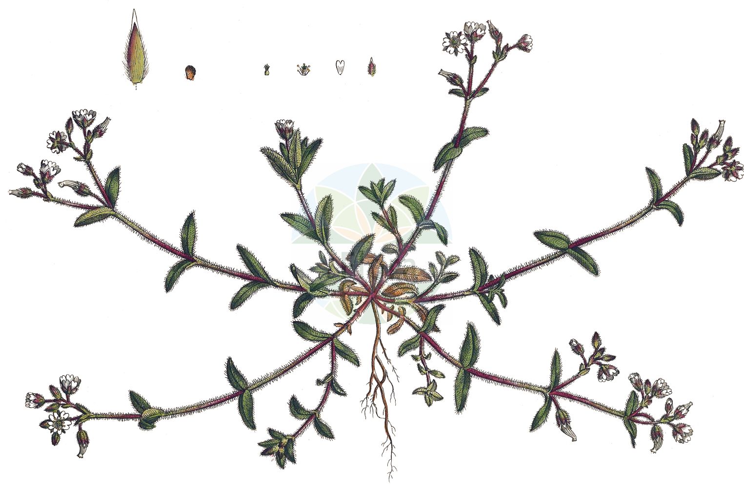 Historische Abbildung von Cerastium glomeratum (Knäuel-Hornkraut - Sticky Mouse-ear). Das Bild zeigt Blatt, Bluete, Frucht und Same. ---- Historical Drawing of Cerastium glomeratum (Knäuel-Hornkraut - Sticky Mouse-ear). The image is showing leaf, flower, fruit and seed.(Cerastium glomeratum,Knäuel-Hornkraut,Sticky Mouse-ear,Cerastium apetalum,Cerastium glomeratum,Cerastium viscosioides,Cerastium vulgatum,Knaeuel-Hornkraut,Sticky Mouse-ear,Mouse-ear Chickweed,Sticky Chickweed,Sticky Mouse-ear Chickweed,Cerastium,Hornkraut,Chickweed,Caryophyllaceae,Nelkengewächse,Pink family,Blatt,Bluete,Frucht,Same,leaf,flower,fruit,seed,Curtis (1777-1798))