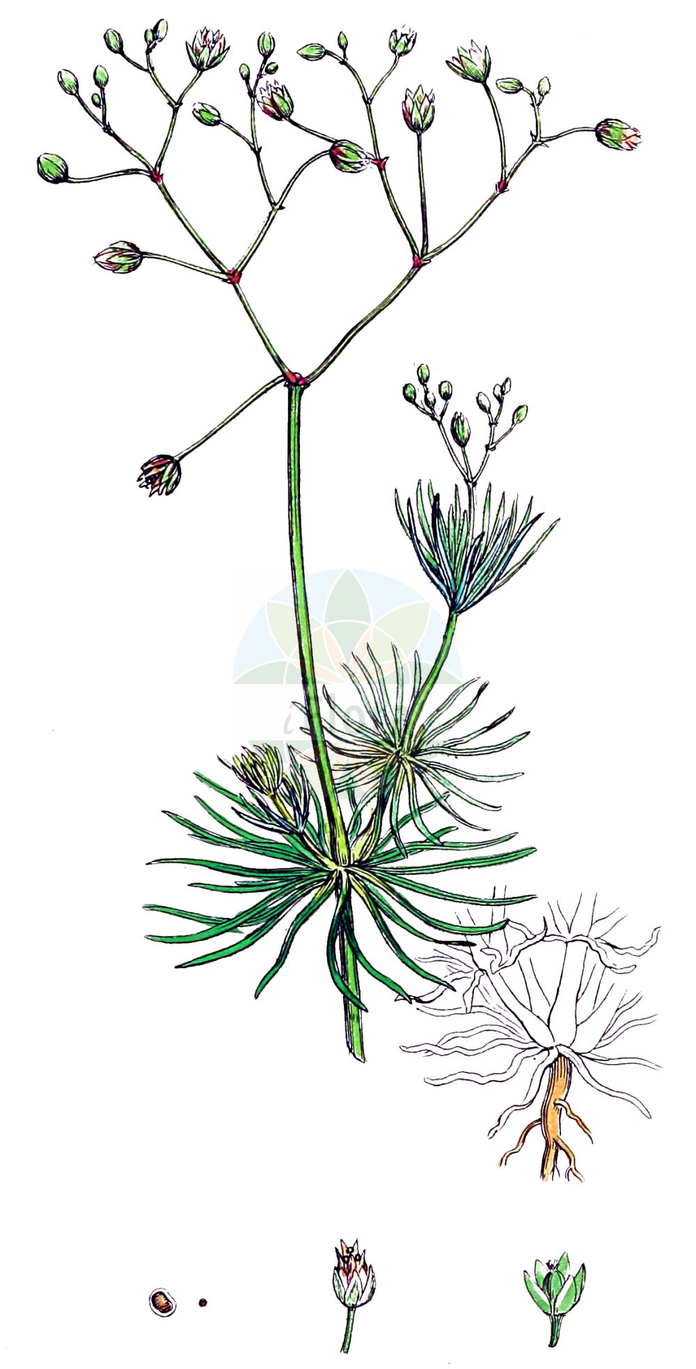 Historische Abbildung von Spergula arvensis (Acker-Spark - Corn Spurrey). Das Bild zeigt Blatt, Bluete, Frucht und Same. ---- Historical Drawing of Spergula arvensis (Acker-Spark - Corn Spurrey). The image is showing leaf, flower, fruit and seed.(Spergula arvensis,Acker-Spark,Corn Spurrey,Spergula arvensis,Spergula chieusseana,Spergula laricina,Spergula linicola,Spergula maxima,Spergula sativa,Spergula vulgaris,Acker-Spark,Lein-Spergel,Corn Spurrey,Corn Spurry,Sandweed,Spergula,Spark,Spurry,Caryophyllaceae,Nelkengewächse,Pink family,Blatt,Bluete,Frucht,Same,leaf,flower,fruit,seed,Sowerby (1790-1813))