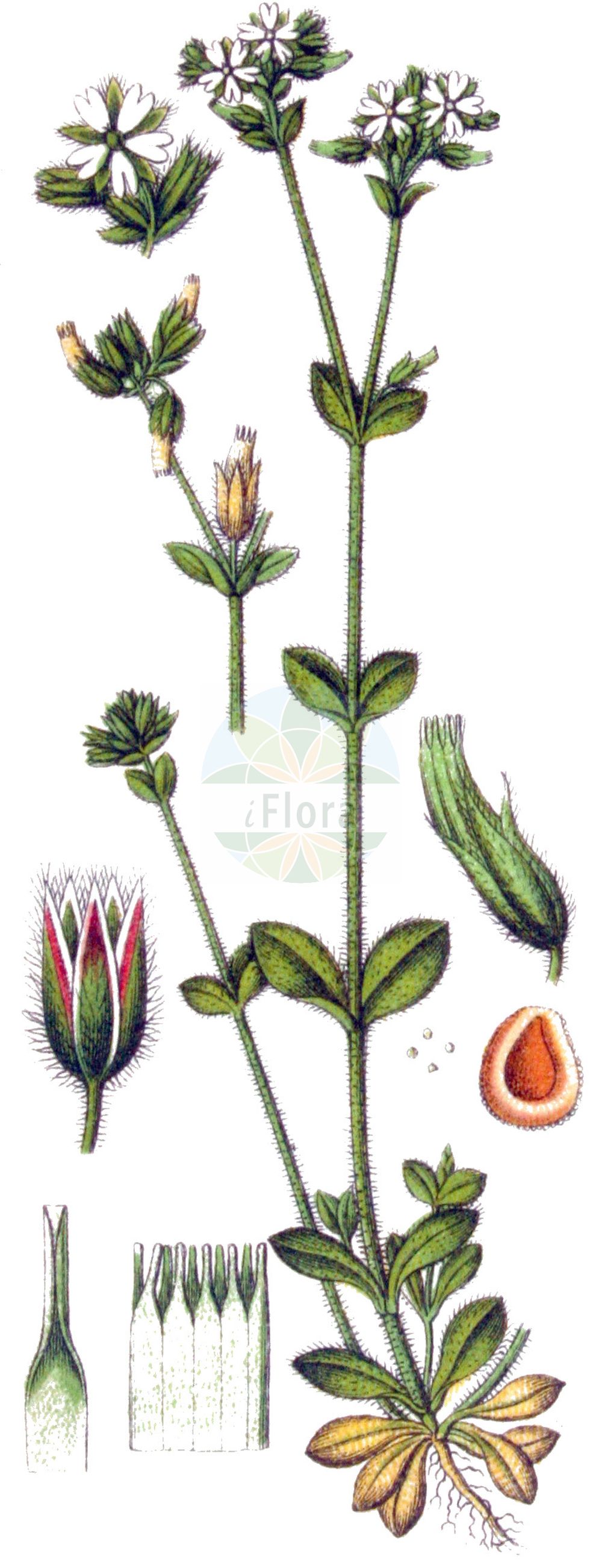 Historische Abbildung von Cerastium glomeratum (Knäuel-Hornkraut - Sticky Mouse-ear). Das Bild zeigt Blatt, Bluete, Frucht und Same. ---- Historical Drawing of Cerastium glomeratum (Knäuel-Hornkraut - Sticky Mouse-ear). The image is showing leaf, flower, fruit and seed.(Cerastium glomeratum,Knäuel-Hornkraut,Sticky Mouse-ear,Cerastium apetalum,Cerastium glomeratum,Cerastium viscosioides,Cerastium vulgatum,Knaeuel-Hornkraut,Sticky Mouse-ear,Mouse-ear Chickweed,Sticky Chickweed,Sticky Mouse-ear Chickweed,Cerastium,Hornkraut,Chickweed,Caryophyllaceae,Nelkengewächse,Pink family,Blatt,Bluete,Frucht,Same,leaf,flower,fruit,seed,Sturm (1796f))