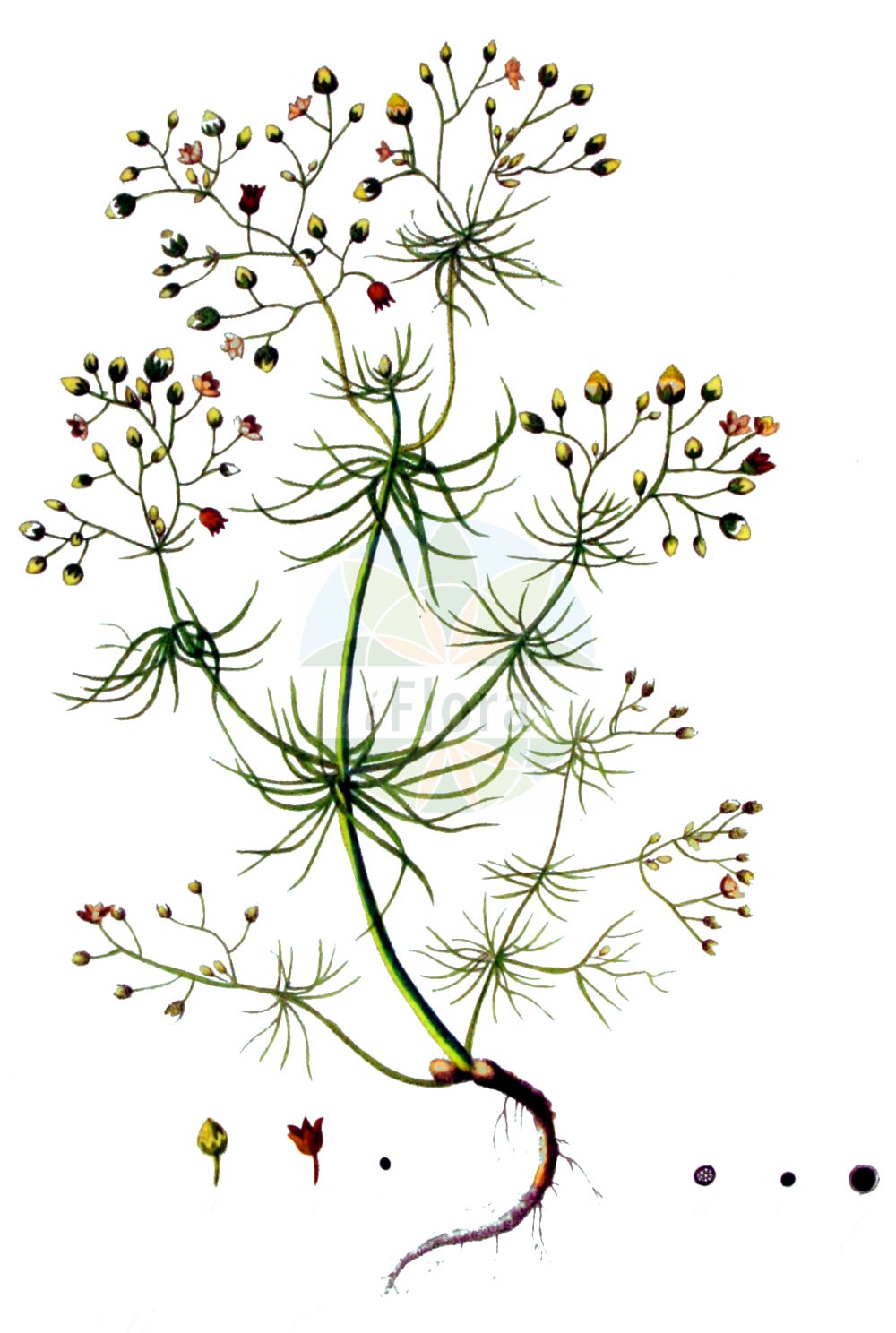 Historische Abbildung von Spergula arvensis (Acker-Spark - Corn Spurrey). Das Bild zeigt Blatt, Bluete, Frucht und Same. ---- Historical Drawing of Spergula arvensis (Acker-Spark - Corn Spurrey). The image is showing leaf, flower, fruit and seed.(Spergula arvensis,Acker-Spark,Corn Spurrey,Spergula arvensis,Spergula chieusseana,Spergula laricina,Spergula linicola,Spergula maxima,Spergula sativa,Spergula vulgaris,Acker-Spark,Lein-Spergel,Corn Spurrey,Corn Spurry,Sandweed,Spergula,Spark,Spurry,Caryophyllaceae,Nelkengewächse,Pink family,Blatt,Bluete,Frucht,Same,leaf,flower,fruit,seed,Kops (1800-1934))