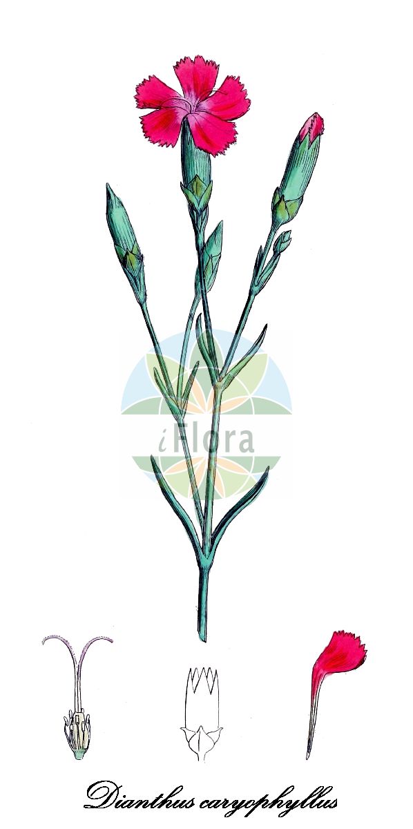 Historische Abbildung von Dianthus caryophyllus (Edel-Nelke - Clove Pink). Das Bild zeigt Blatt, Bluete, Frucht und Same. ---- Historical Drawing of Dianthus caryophyllus (Edel-Nelke - Clove Pink). The image is showing leaf, flower, fruit and seed.(Dianthus caryophyllus,Edel-Nelke,Clove Pink,Garten-Nelke,Carnation,Dianthus,Nelke,Pink,Caryophyllaceae,Nelkengewächse,Pink Family,Blatt,Bluete,Frucht,Same,leaf,flower,fruit,seed,Sowerby (1790-1813))