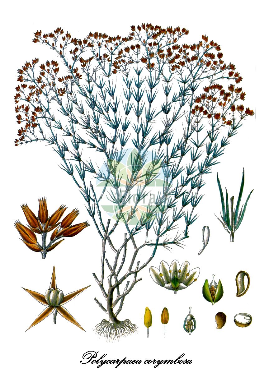 Historische Abbildung von Polycarpaea corymbosa. Das Bild zeigt Blatt, Bluete, Frucht und Same. ---- Historical Drawing of Polycarpaea corymbosa. The image is showing leaf, flower, fruit and seed.(Polycarpaea corymbosa,Polycarpaea,Caryophyllaceae,Nelkengewächse,Pink Family,Blatt,Bluete,Frucht,Same,leaf,flower,fruit,seed,Wight (1840-1850))