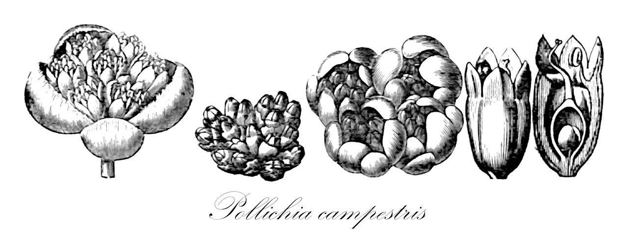 Pollichia campestris - Caryophyllaceae,Plantae,Pteridobiotina,Angiosperms,Caryophyllales,Caryophyllaceae,Pollichia,Pollichia campestris