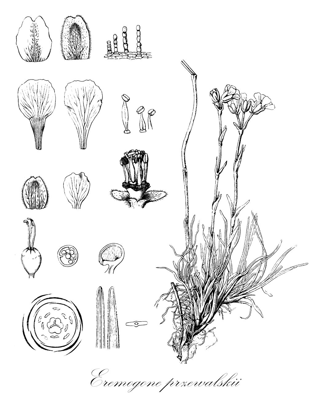 Eremogone przewalskii - Caryophyllaceae,Plantae,Pteridobiotina,Angiosperms,Caryophyllales,Caryophyllaceae,Eremogone,Eremogone przewalskii,Arenaria przewalskii