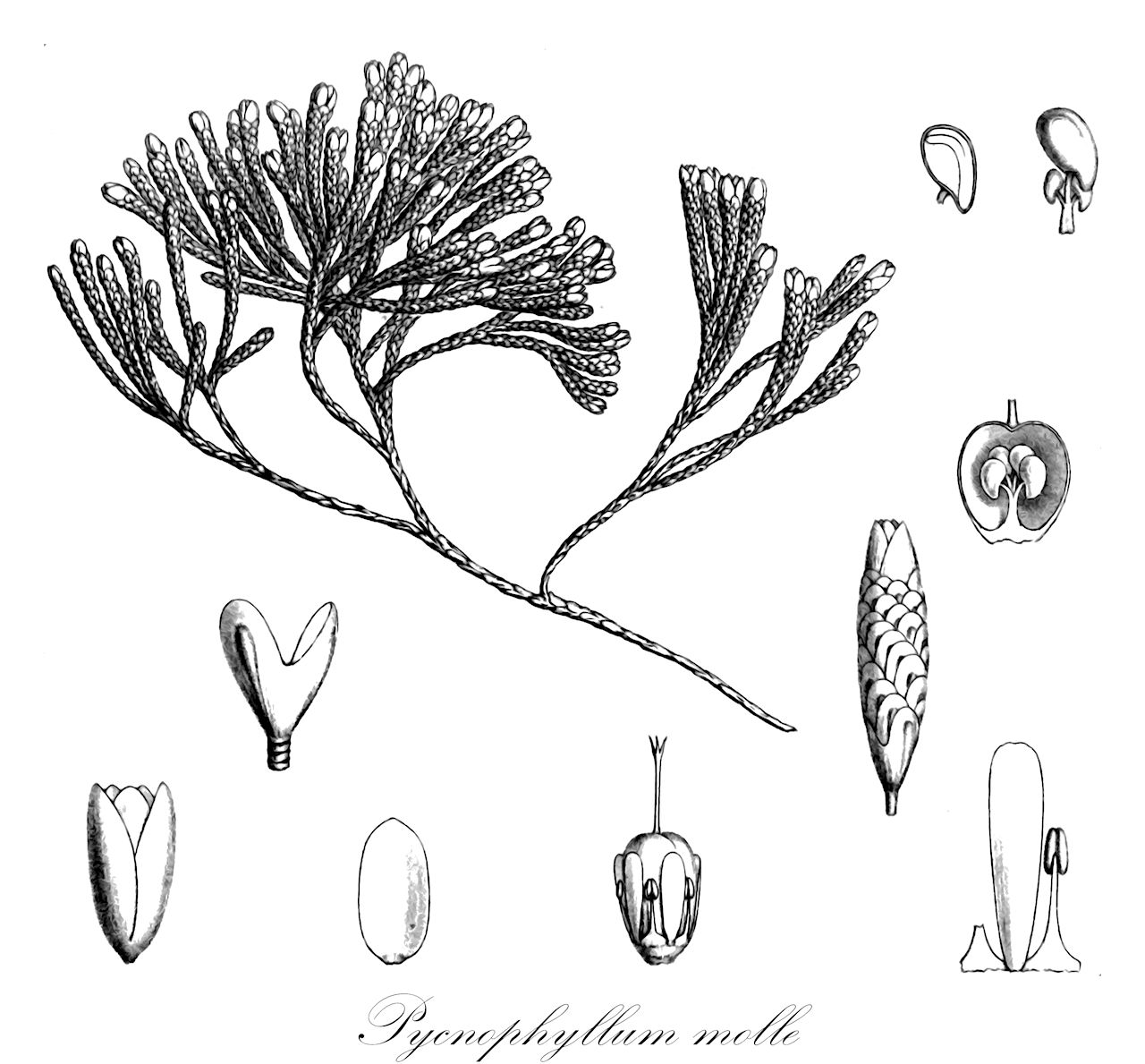 Pycnophyllum molle - Caryophyllaceae,Plantae,Pteridobiotina,Angiosperms,Caryophyllales,Caryophyllaceae,Pycnophyllum,Pycnophyllum molle,Pycnophyllum aculeatum