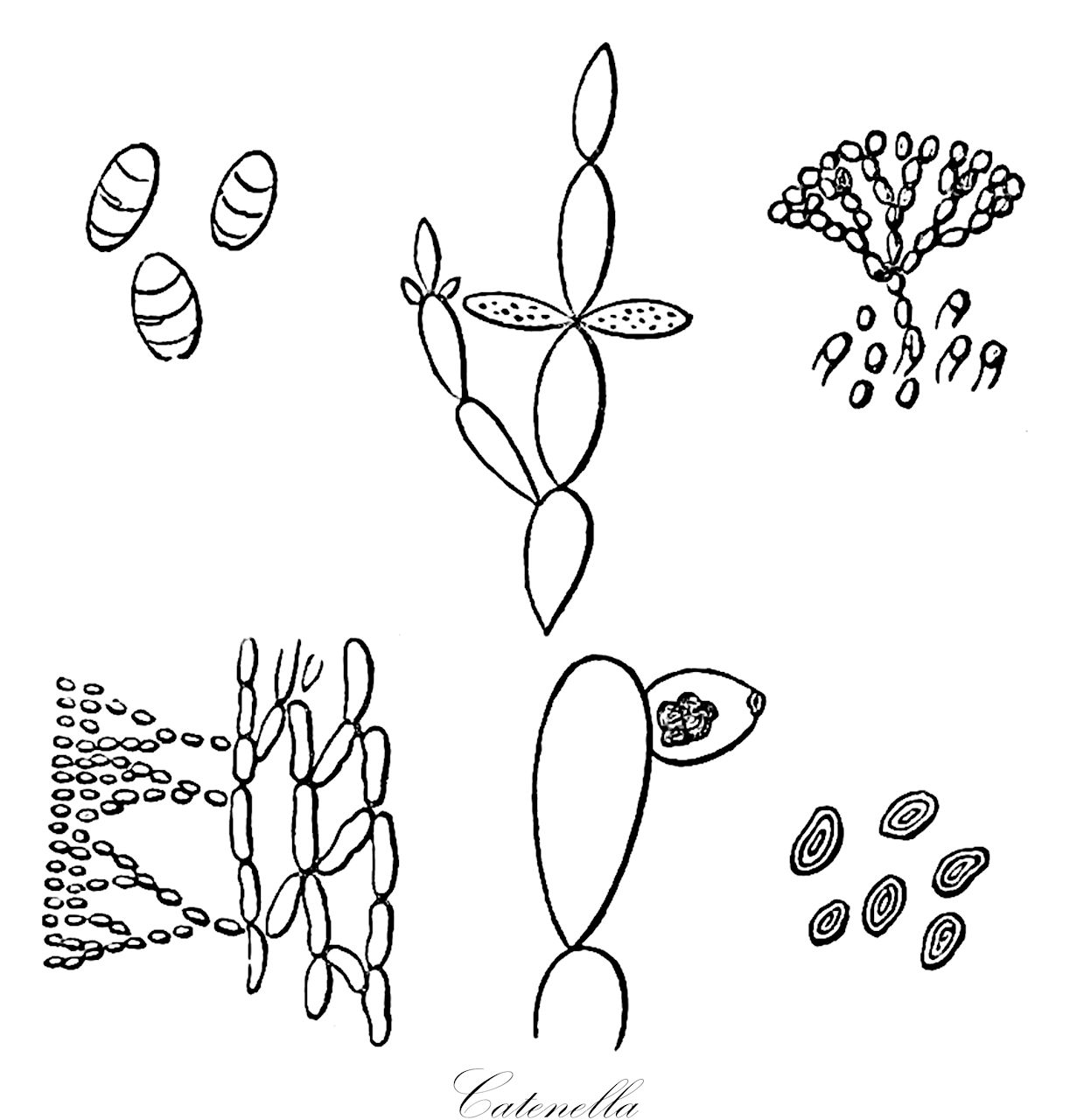 Catenella - Caulacanthaceae,Biota,Fungi,Ascomycota,Catenella