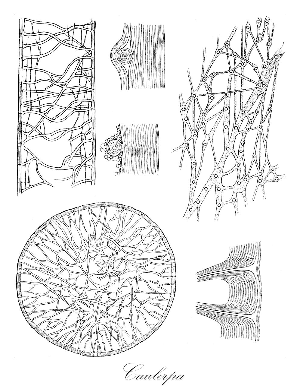 Caulerpa - Caulerpaceae,Biota,Plantae,Chlorophyta,Chlorophytina,Ulvophyceae,Bryopsidales,Caulerpaceae,Caulerpa,Ahnfeldtia, Chauvinia, Herpochaeta, Tricladia