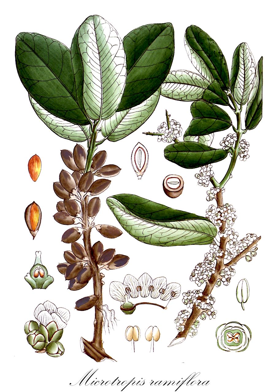 Microtropis ramiflora - Celastraceae,Plantae,Pteridobiotina,Angiosperms,Celastrales,Celastraceae,Microtropis,Microtropis ramiflora,Paracelastrus ramiflorus