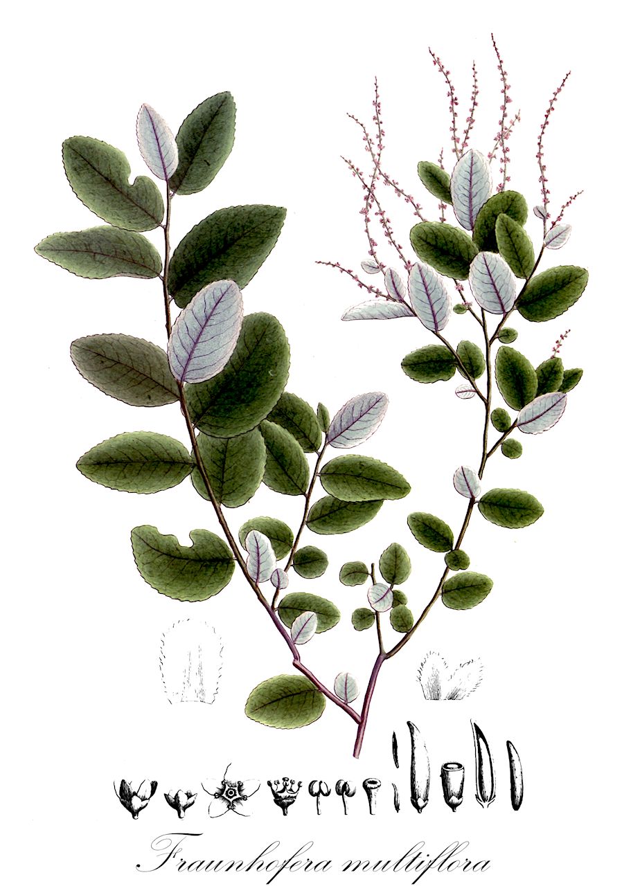 Fraunhofera multiflora - Celastraceae,Plantae,Pteridobiotina,Angiosperms,Celastrales,Celastraceae,Fraunhofera,Fraunhofera multiflora