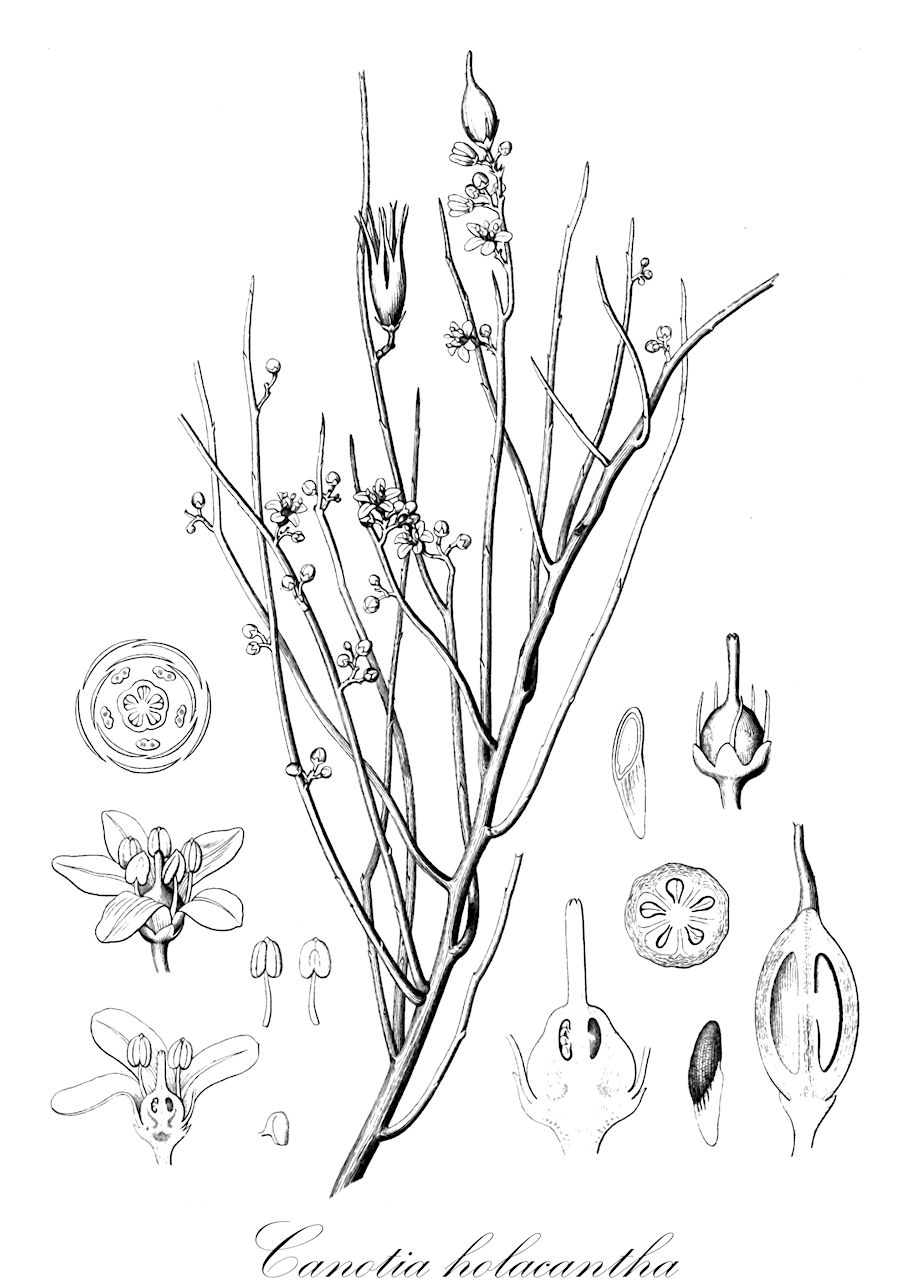 Canotia holacantha - Celastraceae,Plantae,Pteridobiotina,Angiosperms,Celastrales,Celastraceae,Canotia,Canotia holacantha,crucifixion thorn