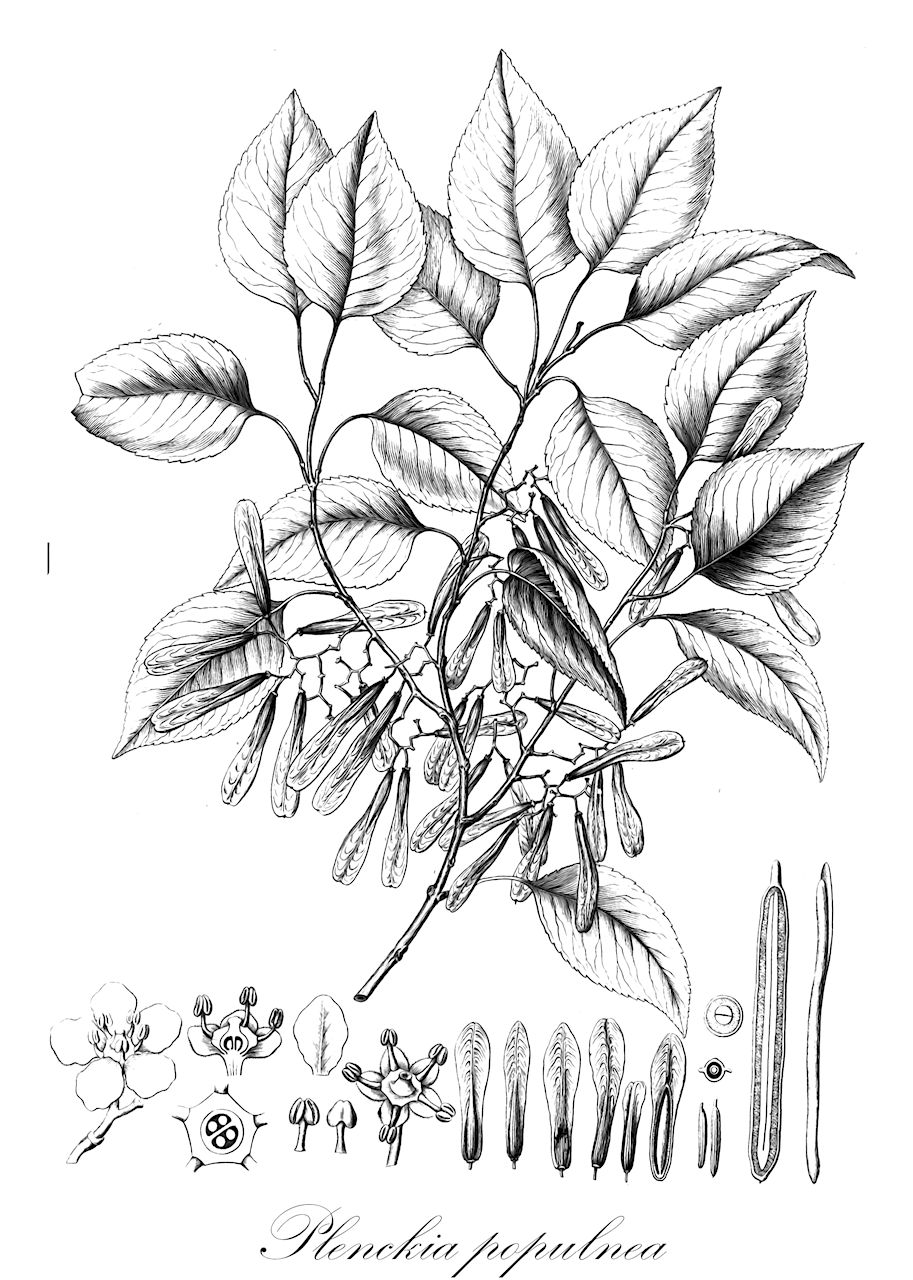 Plenckia populnea - Celastraceae,Plantae,Pteridobiotina,Angiosperms,Celastrales,Celastraceae,Plenckia,Plenckia populnea,Austroplenckia populnea