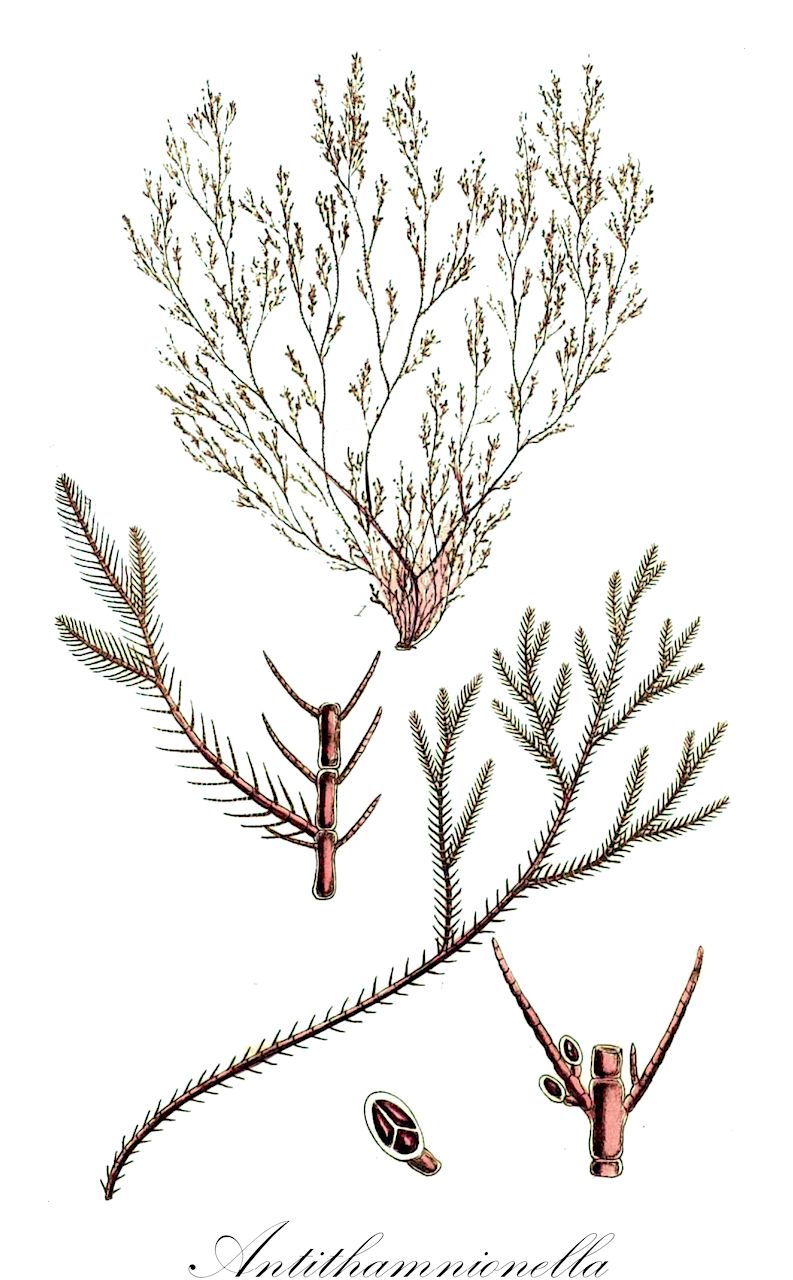 Antithamnionella - Primulaceae,Biota,Plantae,Rhodophyta,Eurhodophytina,Florideophyceae,Ceramiales,Ceramiaceae,Antithamnionella,Anthithamnionella