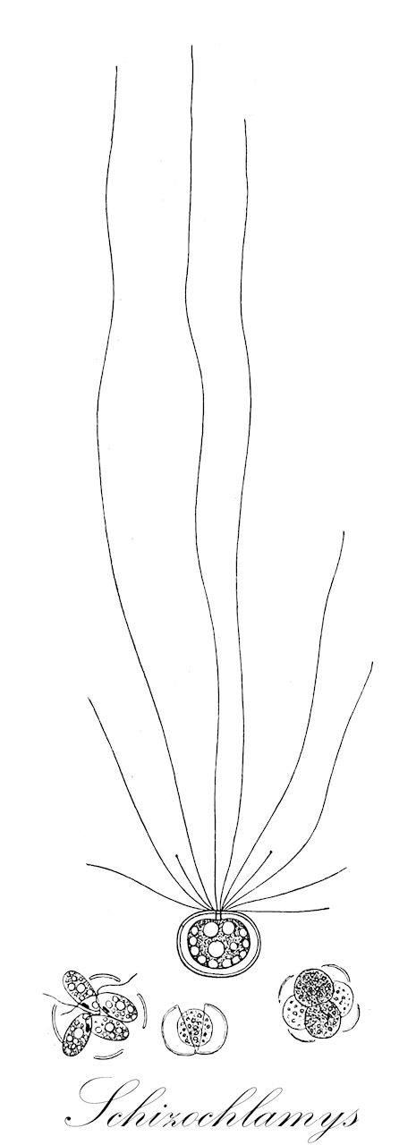 Schizochlamys - Chlorophyta,Biota,Plantae,Chlorophyta,Chlorophytina,Chlorophyceae,Chaetopeltidales,Chaetopeltidaceae,Schizochlamys