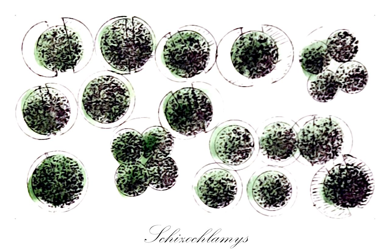 Schizochlamys - Chaetopeltidaceae,Biota,Plantae,Chlorophyta,Chlorophytina,Chlorophyceae,Chaetopeltidales,Chaetopeltidaceae,Schizochlamys