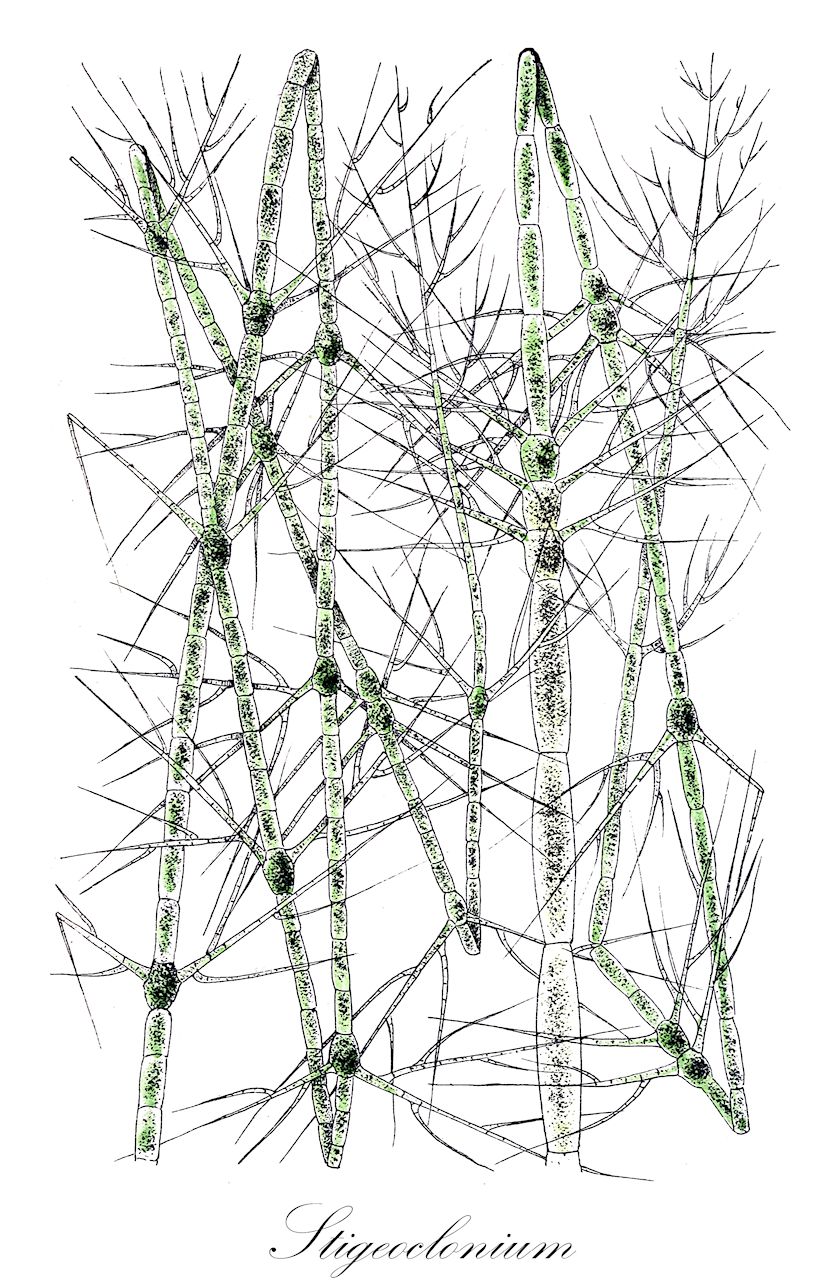 Stigeoclonium - Chaetophoraceae,Biota,Plantae,Chlorophyta,Chlorophytina,Chlorophyceae,Chaetophorales,Chaetophoraceae,Stigeoclonium,Stygeoclonium