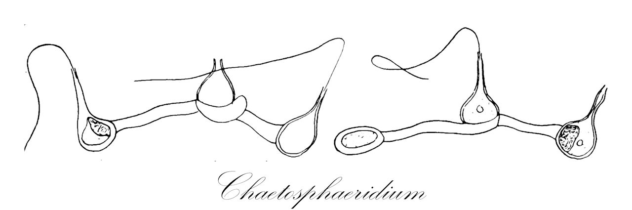 Chaetosphaeridium - Charophyta,Biota,Plantae,Charophyta,Coleochaetophyceae,Coleochaetales,Chaetosphaeridiaceae,Chaetosphaeridium,Nordstedtia