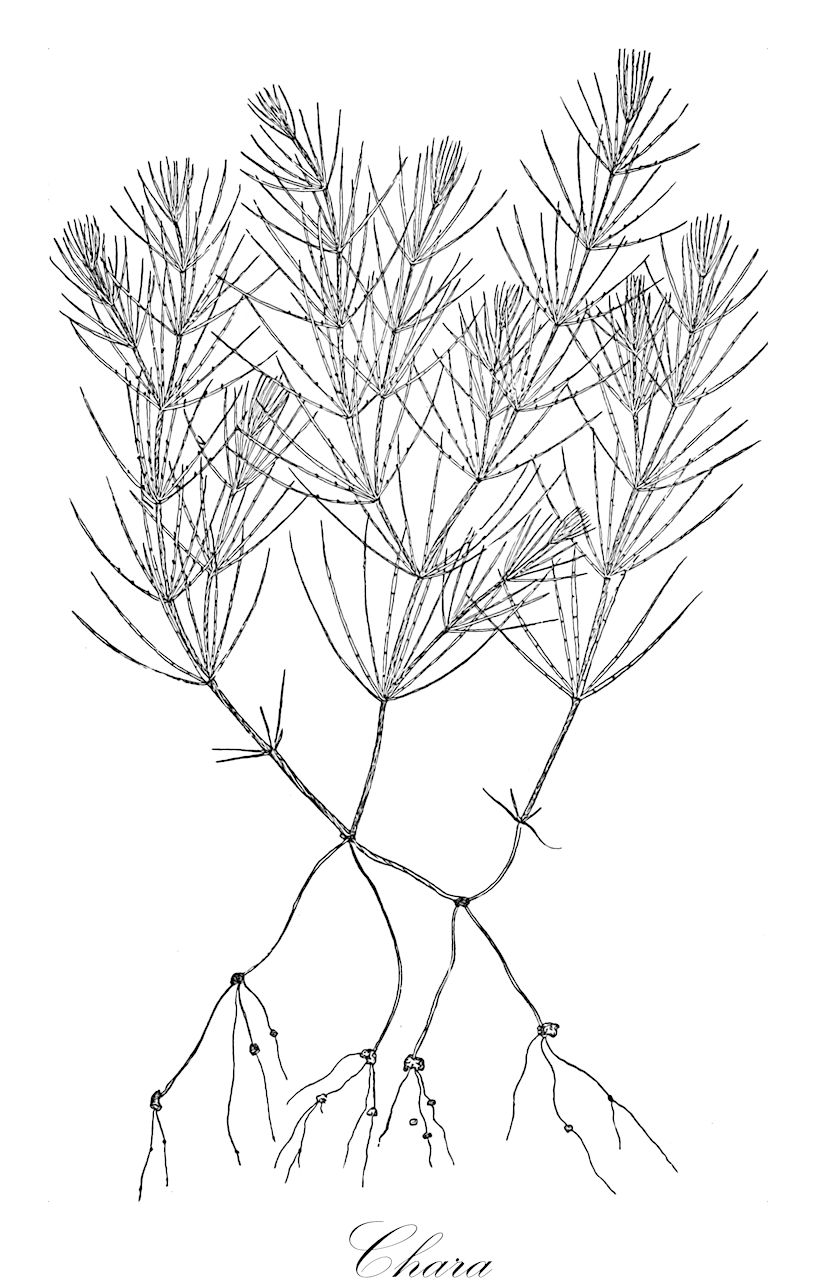 Chara - Characeae,Biota,Plantae,Charophyta,Charophyceae,Charales,Characeae,Chara,Charopsis, Protochara