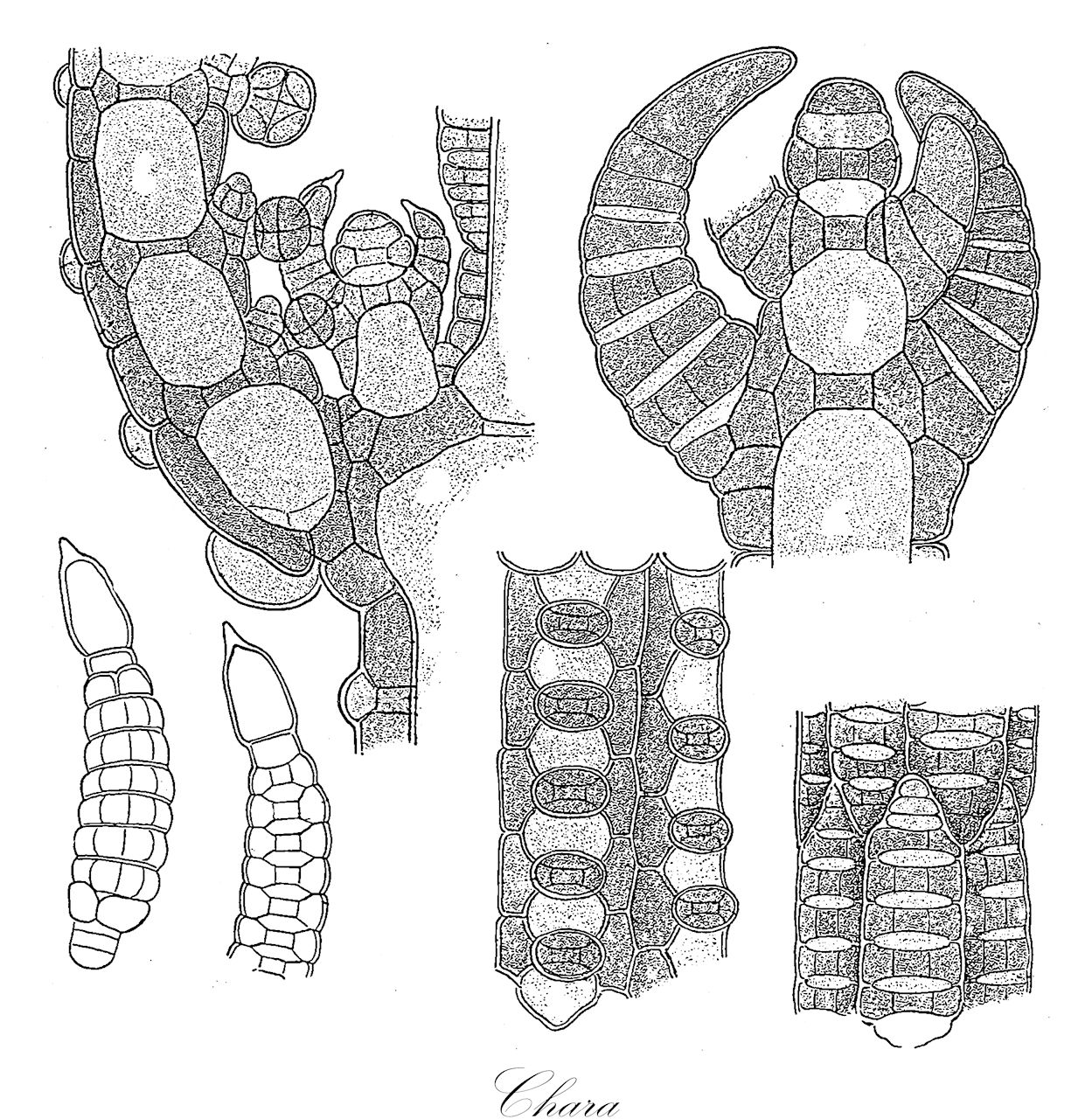 Chara - Characeae,Biota,Plantae,Charophyta,Charophyceae,Charales,Characeae,Chara,Charopsis, Protochara