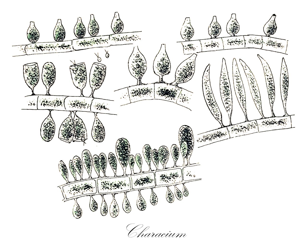 Characium - Characeae,Biota,Plantae,Chlorophyta,Chlorophytina,Chlorophyceae,Sphaeropleales,Characiaceae,Characium