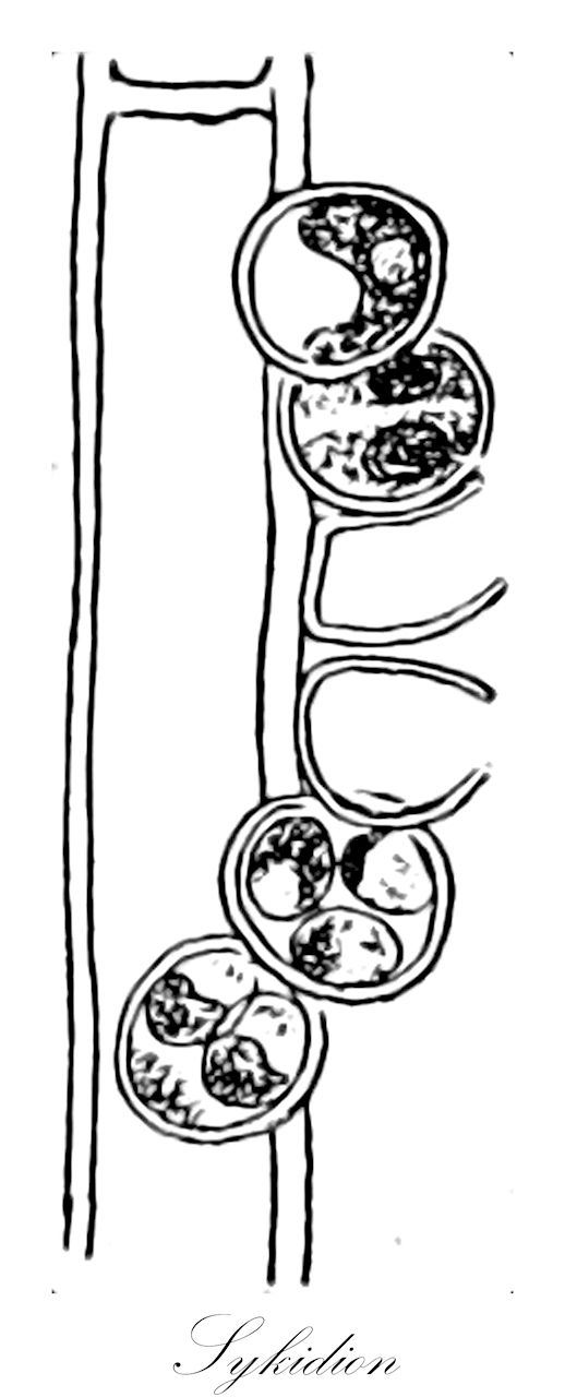 Sykidion - Chlorophyta,Biota,Plantae,Chlorophyta,Chlorophytina,Chlorophyceae,Sphaeropleales,Characiaceae,Sykidion,Sycidion