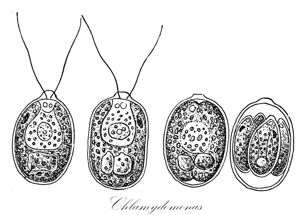 Chlamydomonas - Chlamydomonadaceae,Biota,Plantae,Chlorophyta,Chlorophytina,Chlorophyceae,Chlamydomonadales,Chlamydomonadaceae,Chlamydomonas,Chlamidomonas, Chlamydomonas, Protococcus, Sphaerella