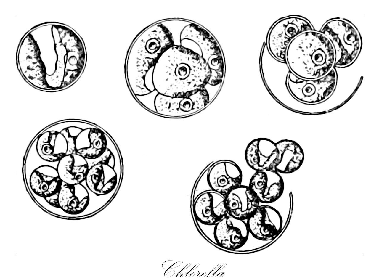 Chlorella - Chlorophyta,Biota,Plantae,Chlorophyta,Chlorophytina,Trebouxiophyceae,Chlorellales,Chlorellaceae,Chlorella,Palmellococcus, Zoochlorella
