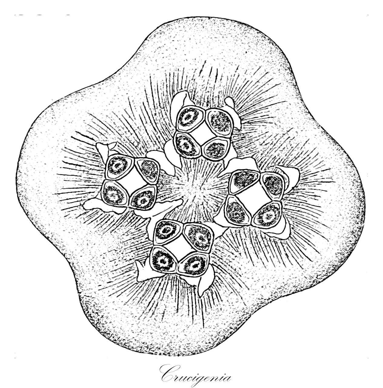 Crucigenia - Rubiaceae,Biota,Plantae,Chlorophyta,Chlorophytina,Trebouxiophyceae,Crucigenia,Crucigeniella, Lemmermannia